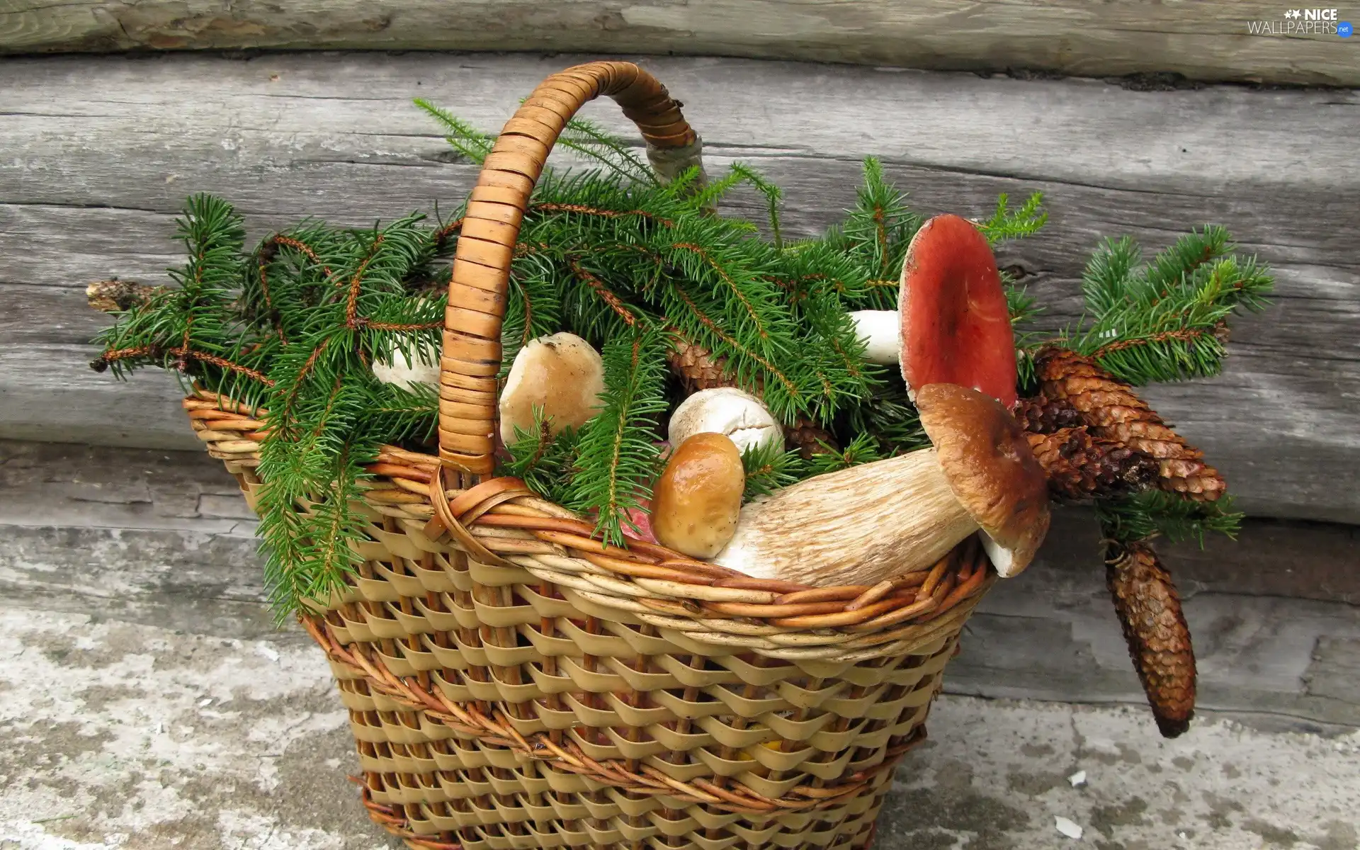 mushrooms, basket