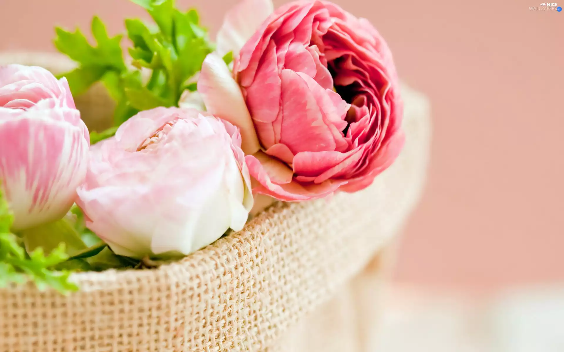 basket, color, Peonies