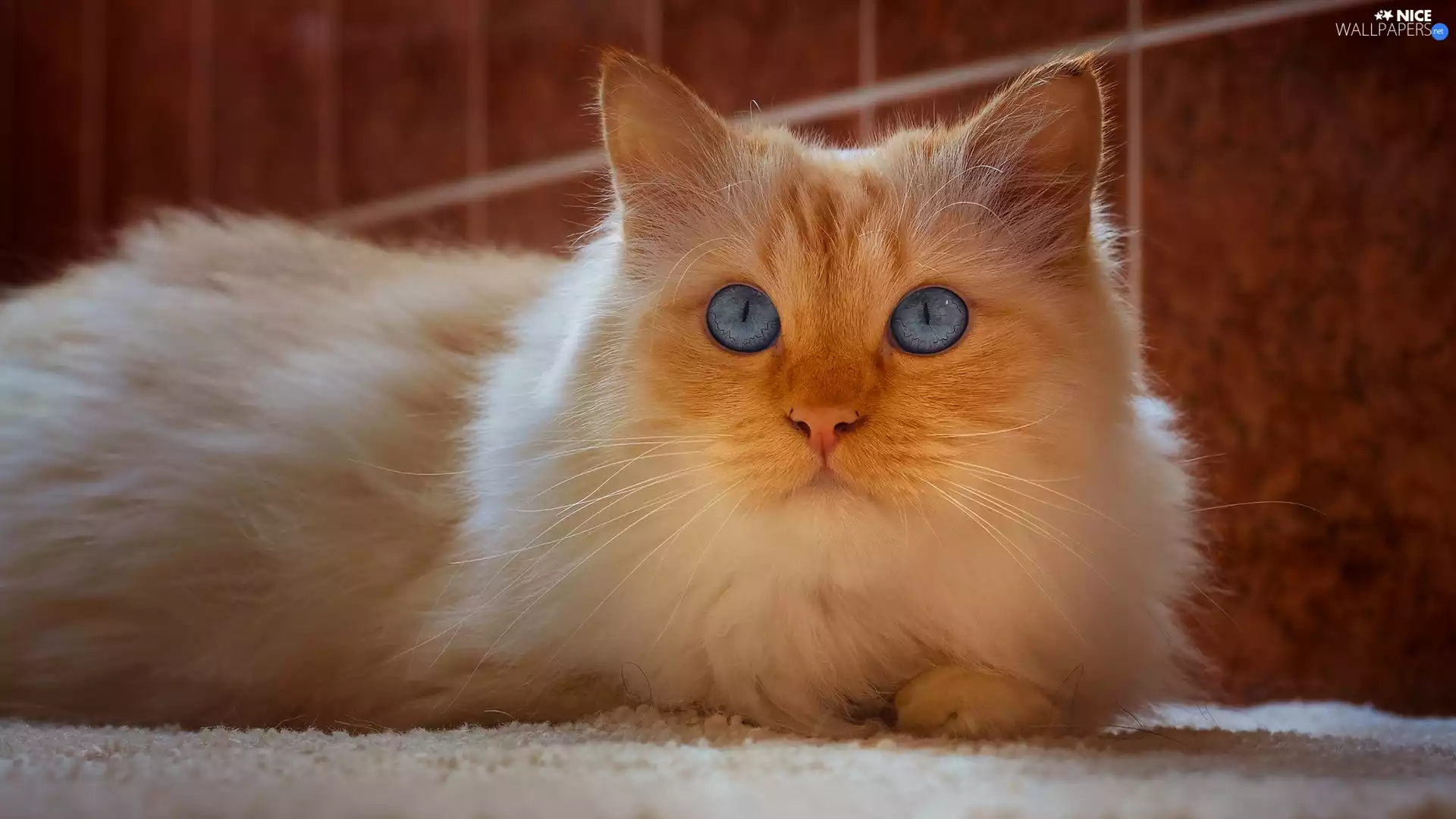 white and red, Bathroom, rug, cat