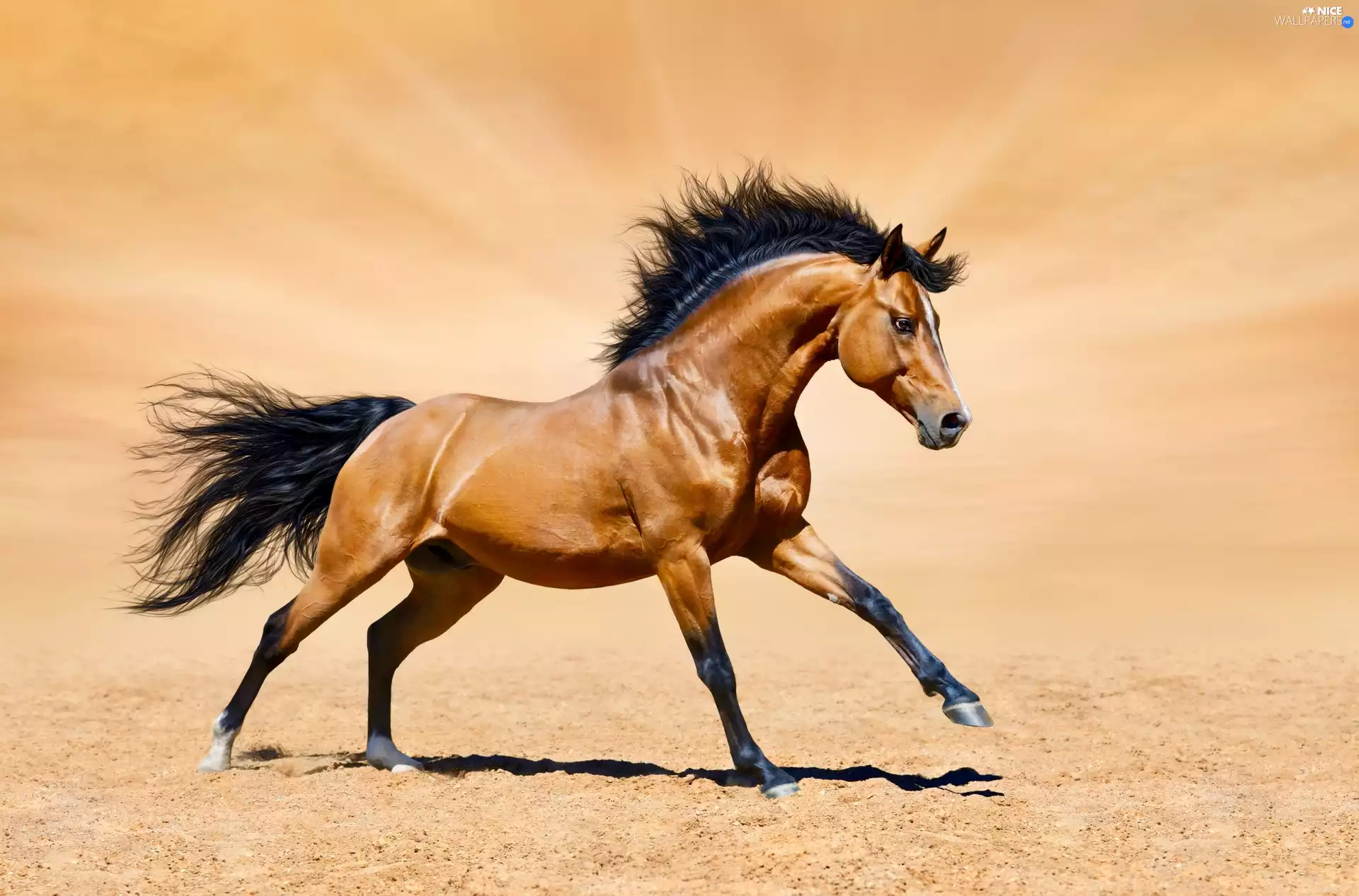 Horse, gear, Sand, bay