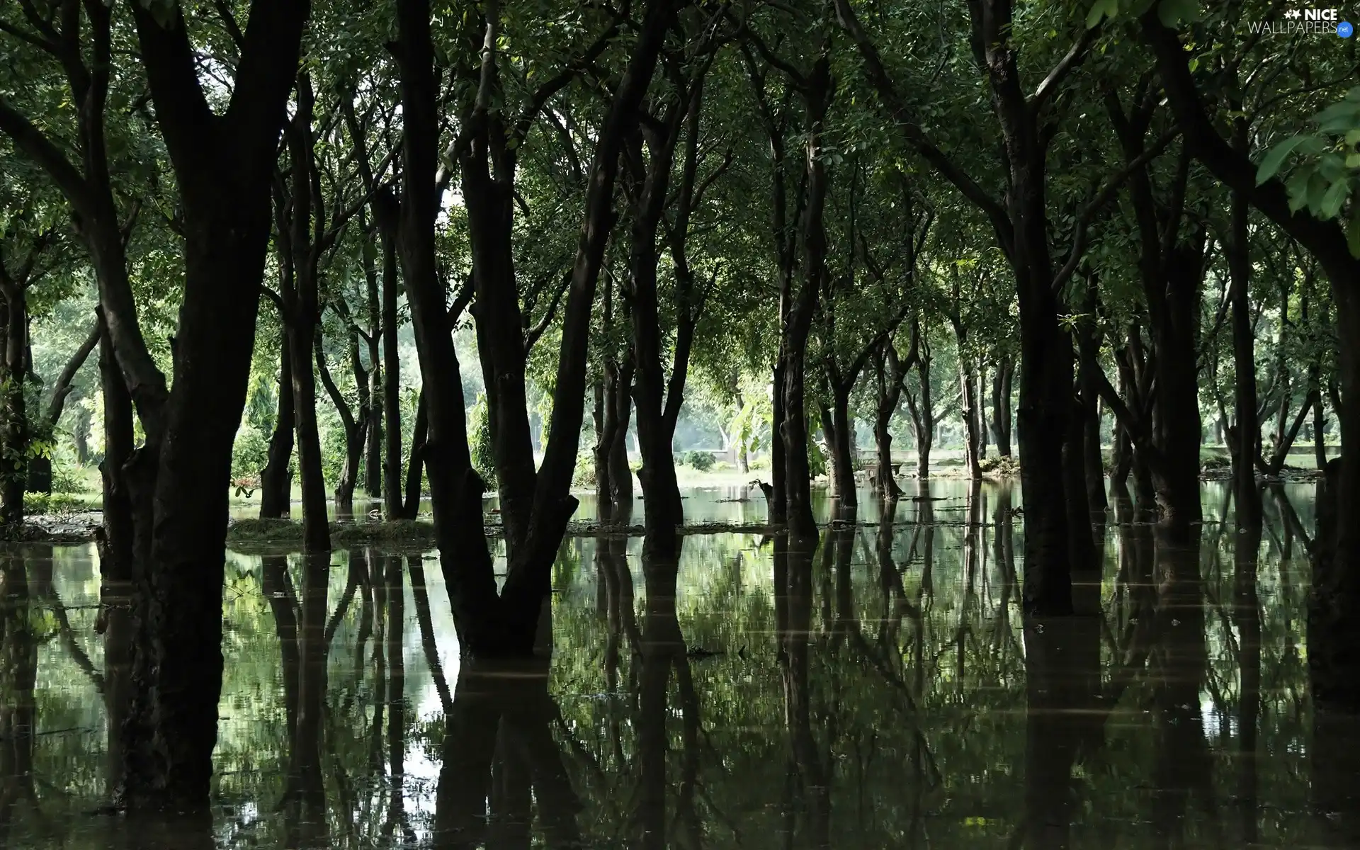bayou, forest, water