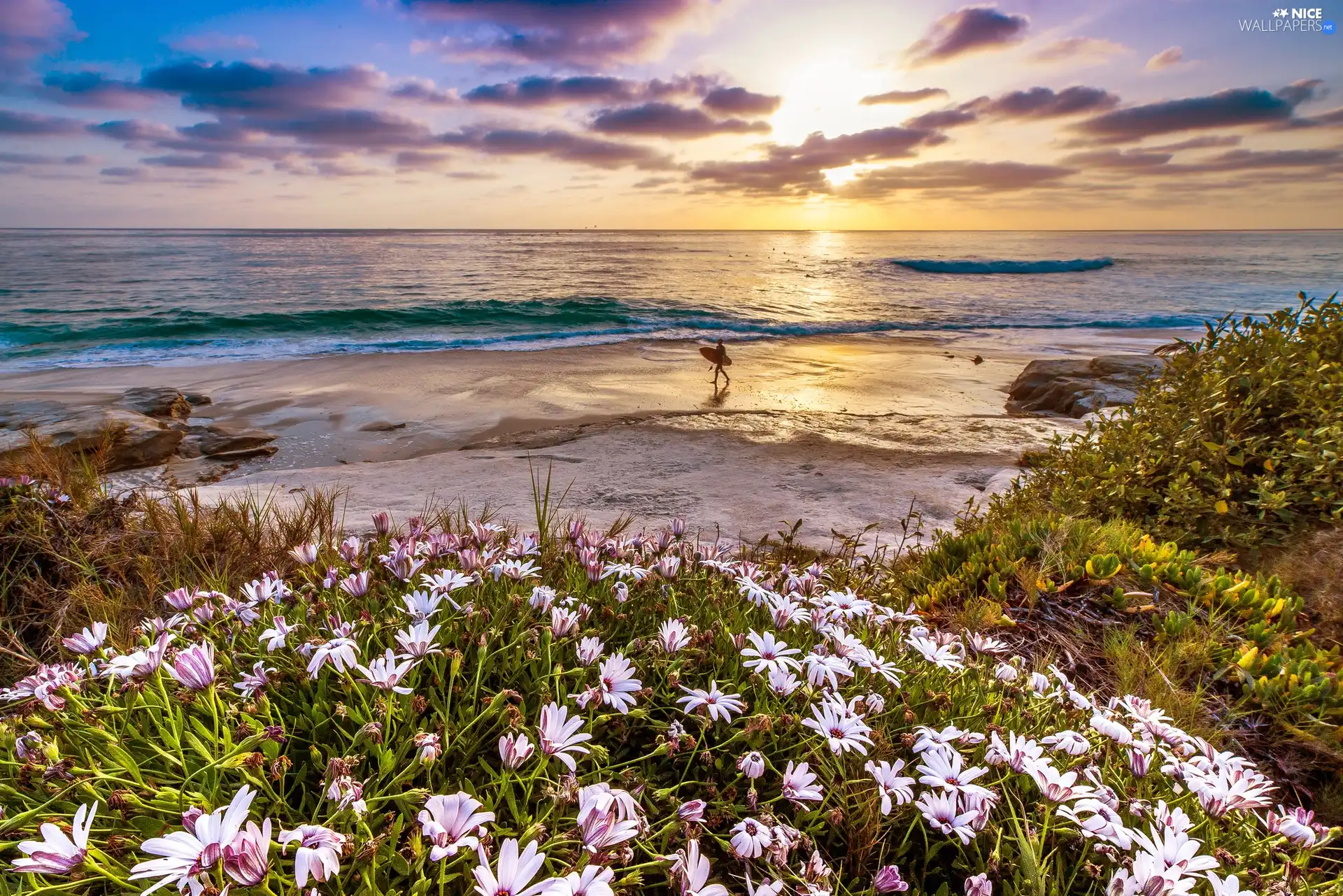 Beaches, Flowers, sun, sea, west