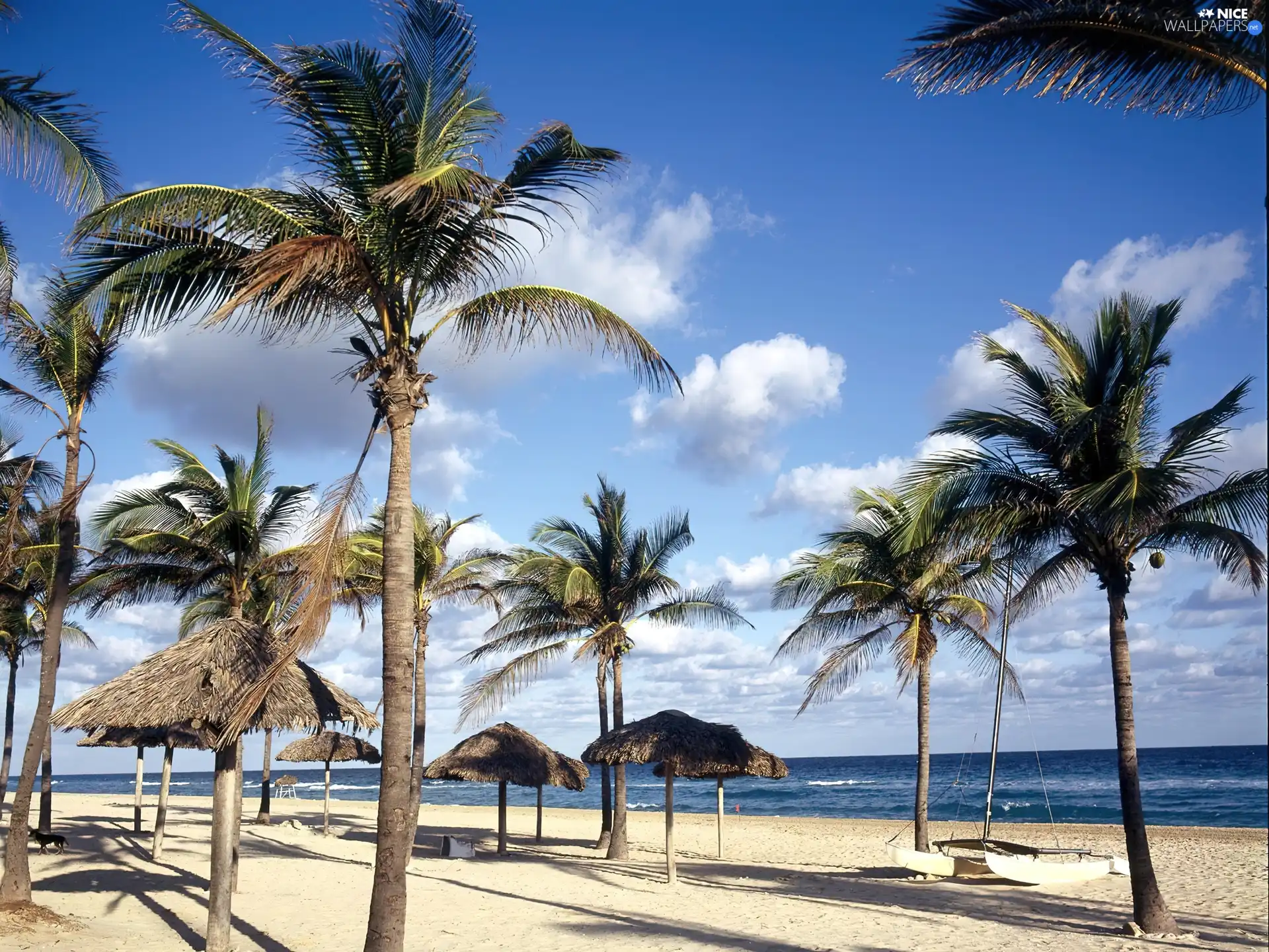 Palms, sea, Beaches, clouds