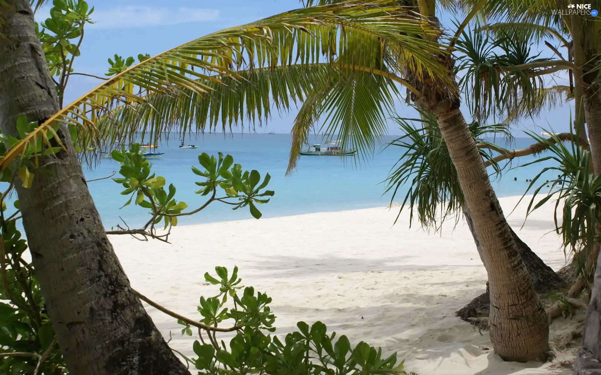 Beaches, sea, Palms