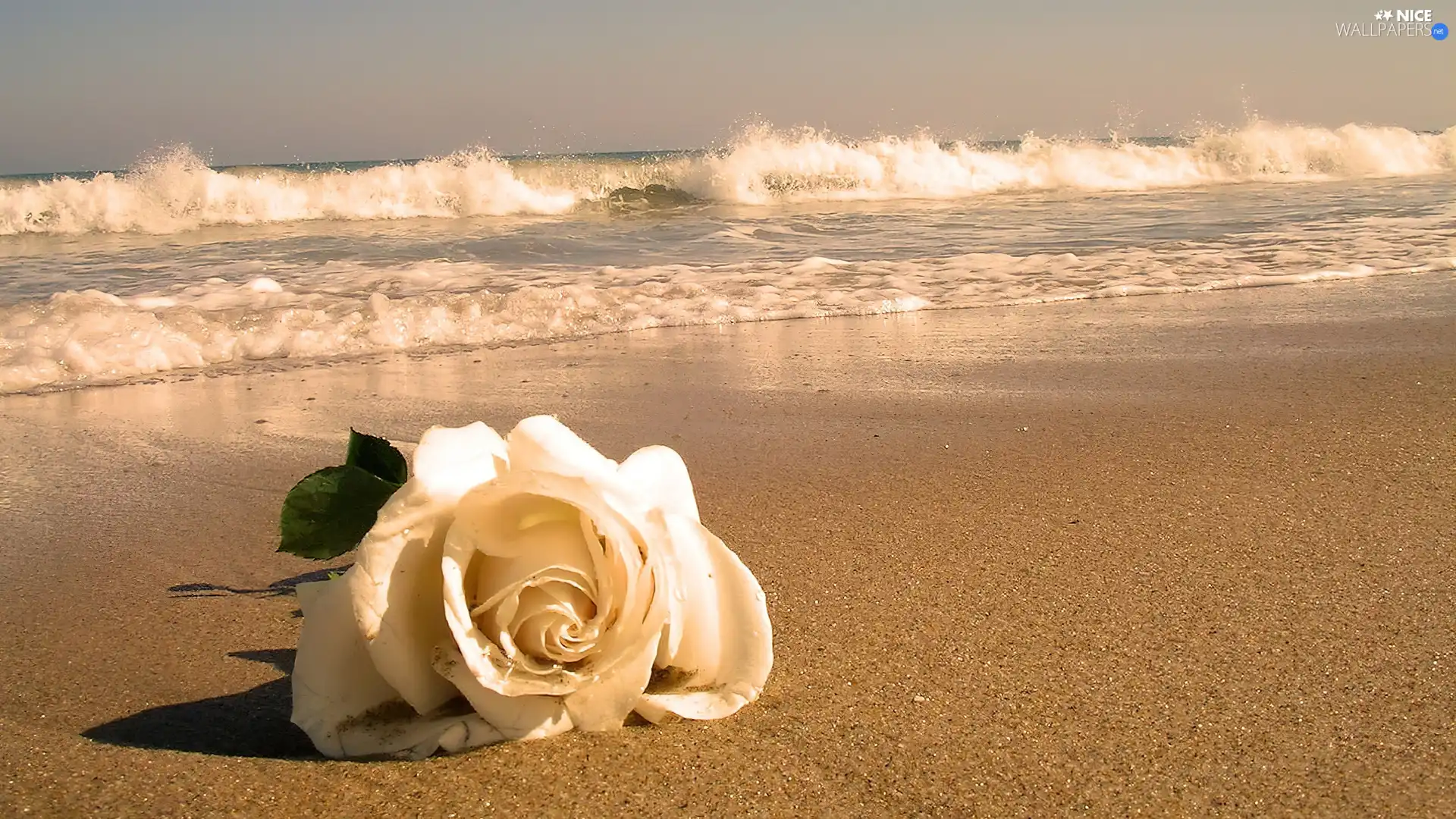 Beaches, Waves, rose