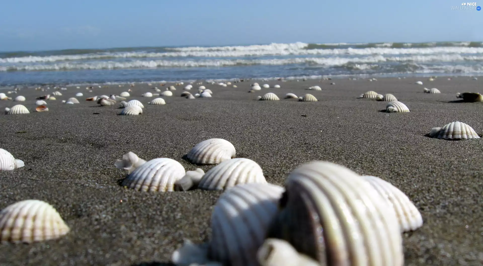 Beaches, Shells