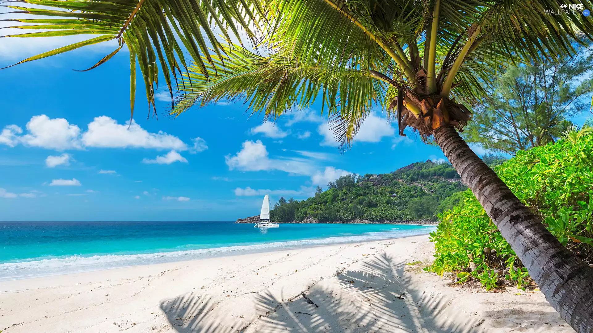 sea, Coast, VEGETATION, Beaches, Tropical, Palms, Yacht