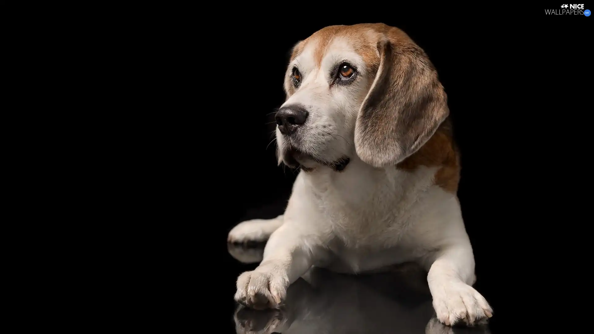 Dark Background, Puppy, Beagle