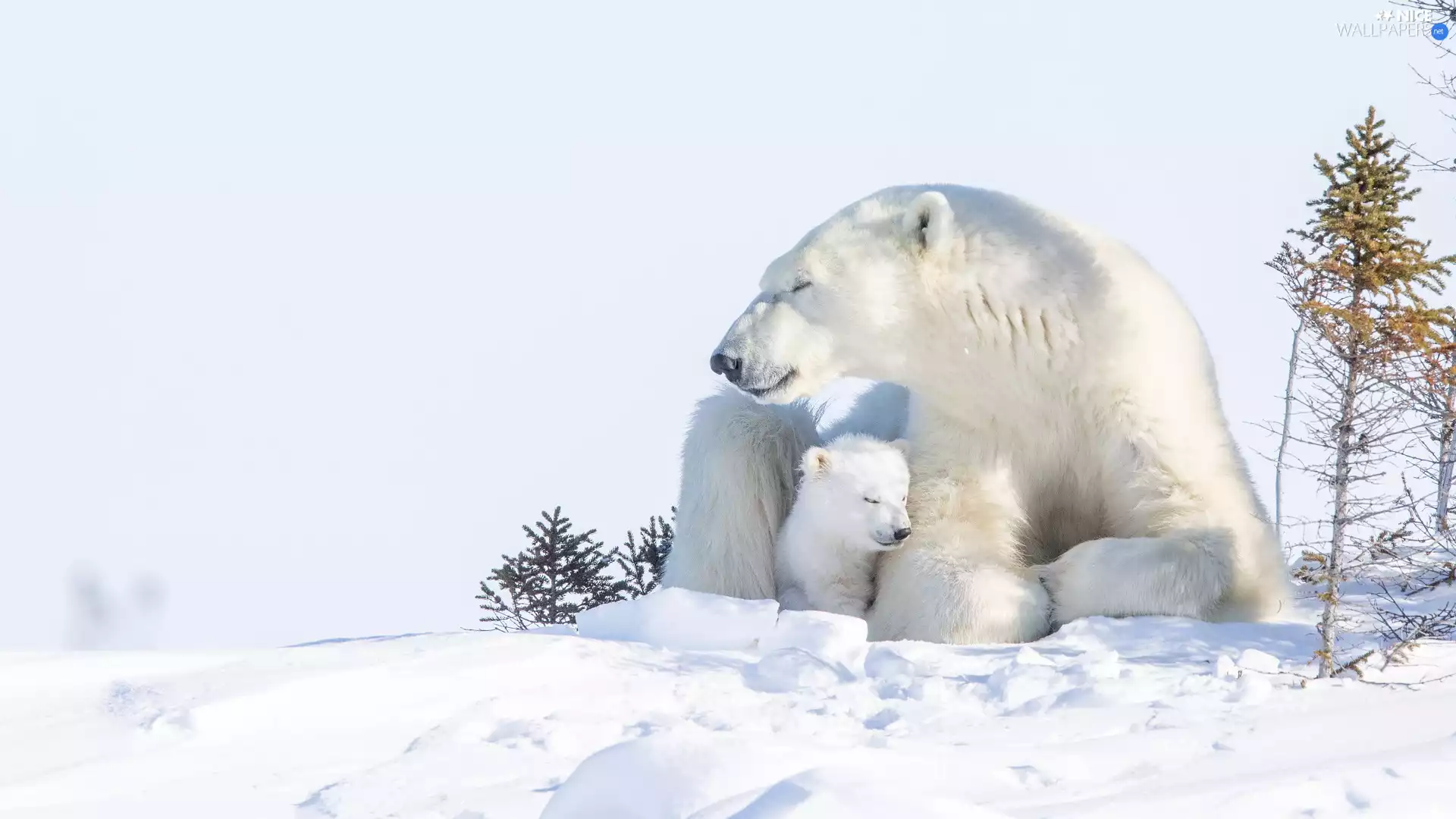 Polar Bears, little bear, snow, she-bear