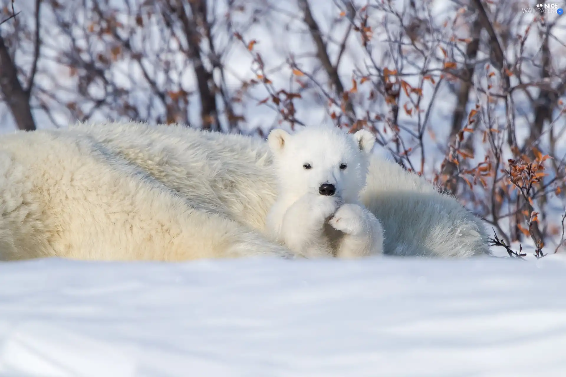 little bear, Polar Bears, small