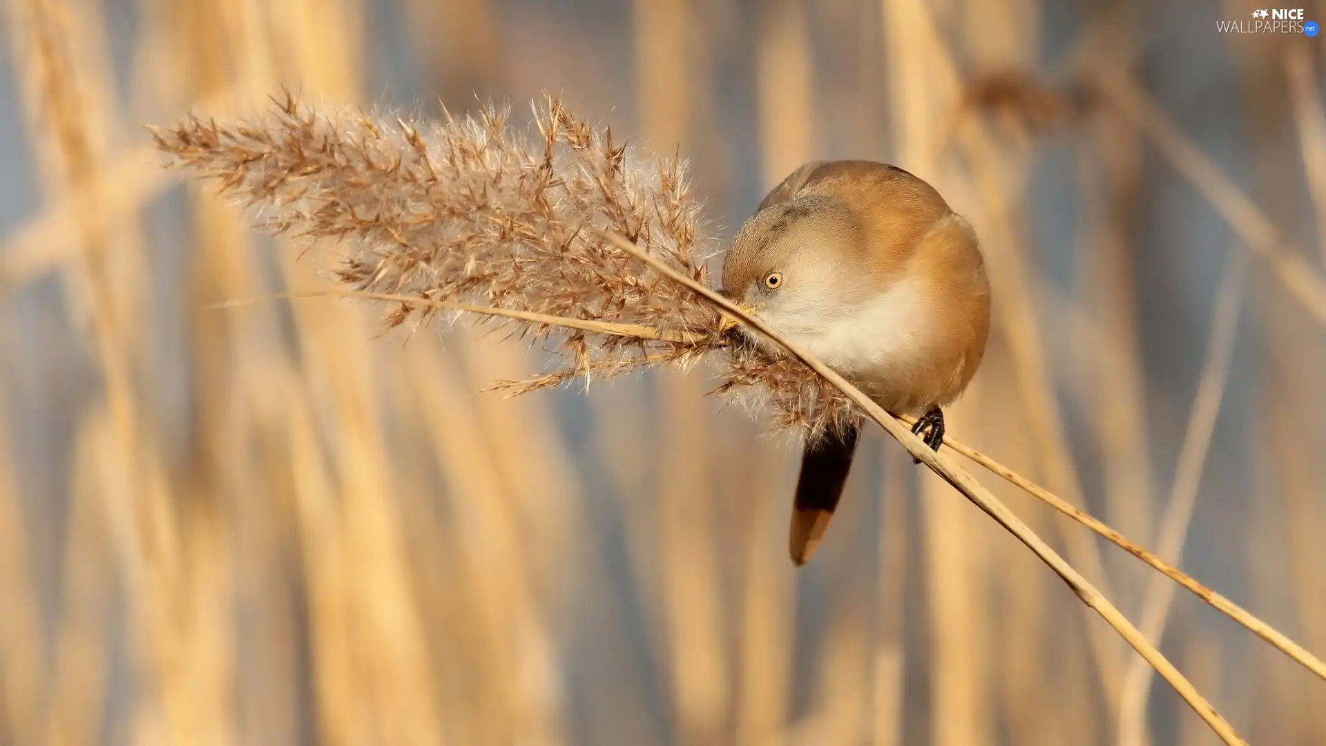 grass, Bird, Bearded Tit