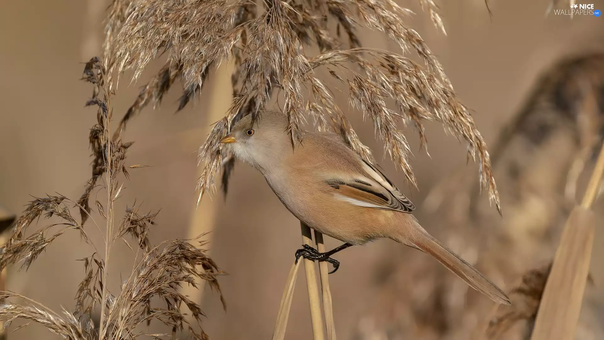 Bird, Bearded Tit, grass, female
