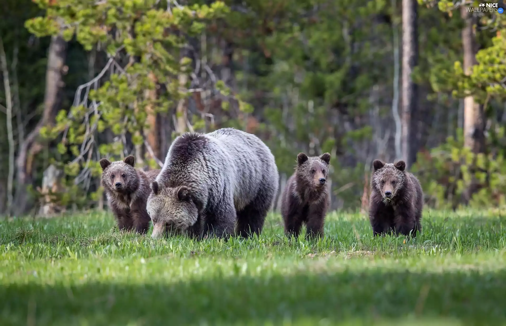 young, car in the meadow, brown, female, bears