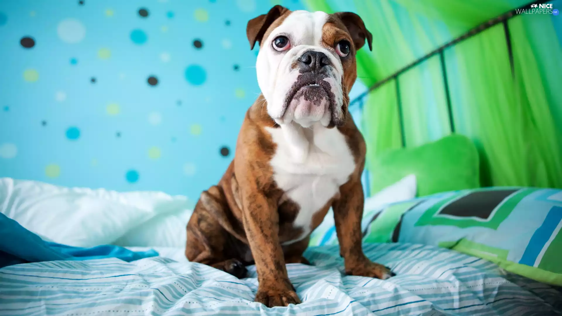 White Bed, dog, English Bulldog