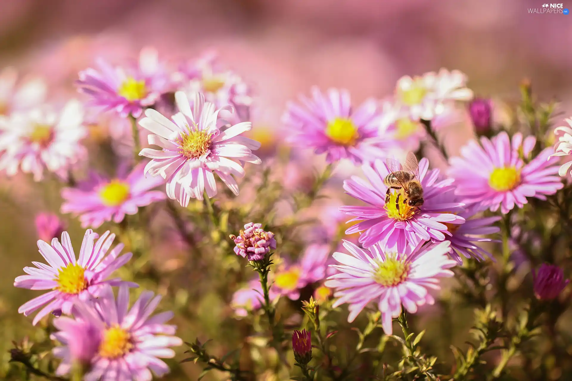 Flowers, bee, Aster, Beetle, Pink