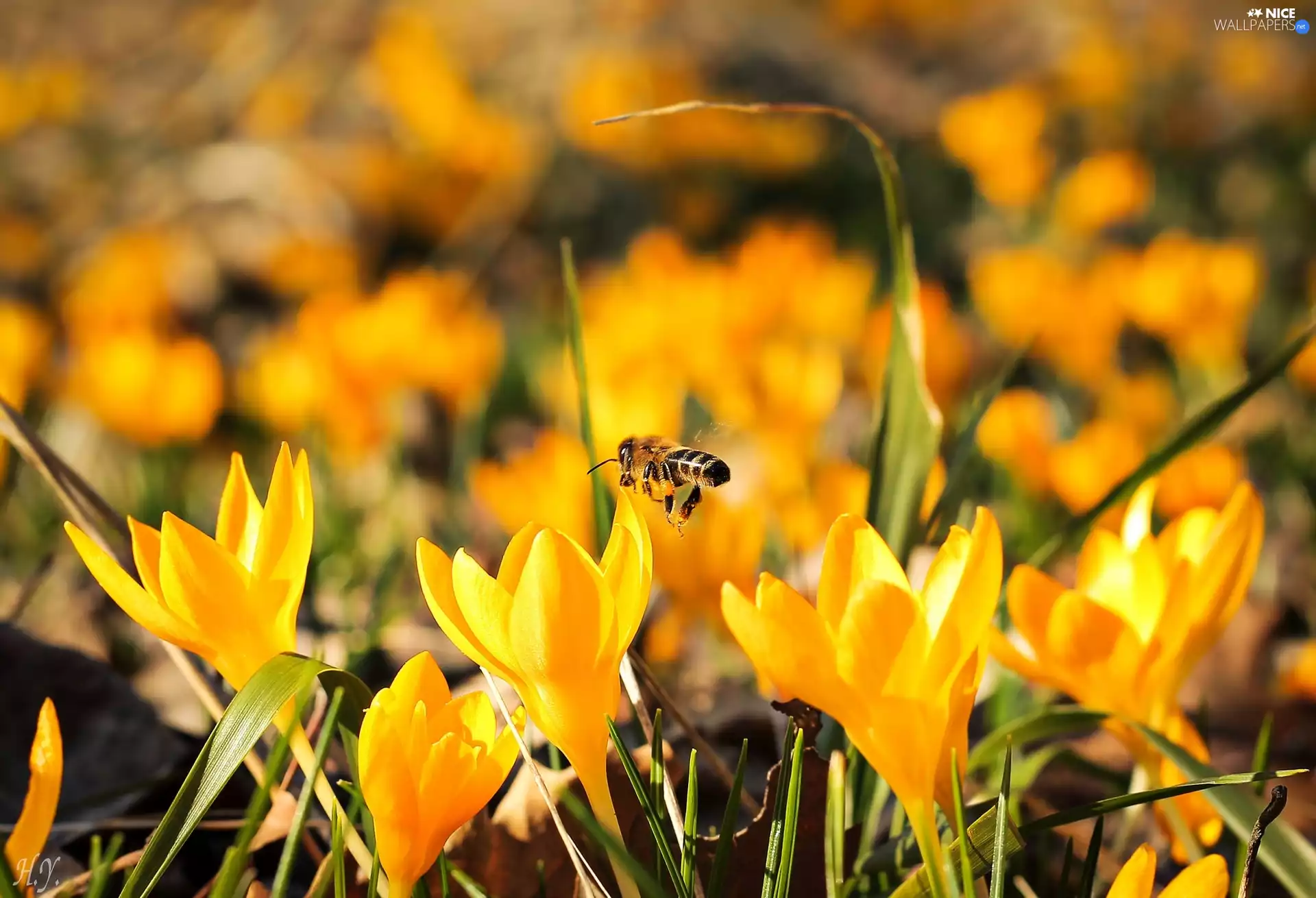 bee, Yellow, crocuses
