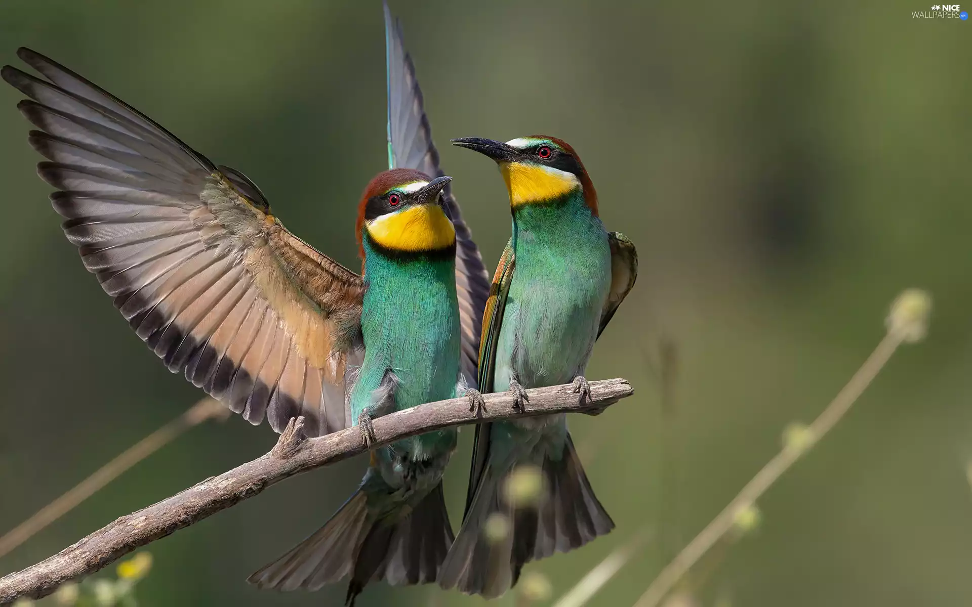 Two cars, European bee-eater, Twigs, birds