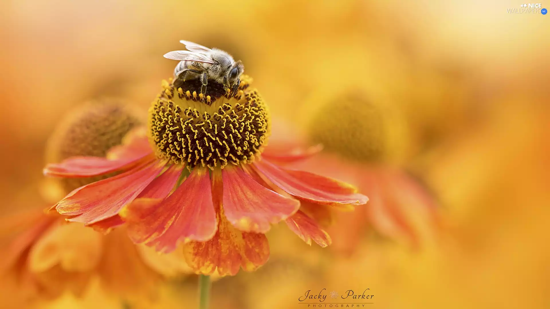 blur, Close, Helenium, bee, Colourfull Flowers