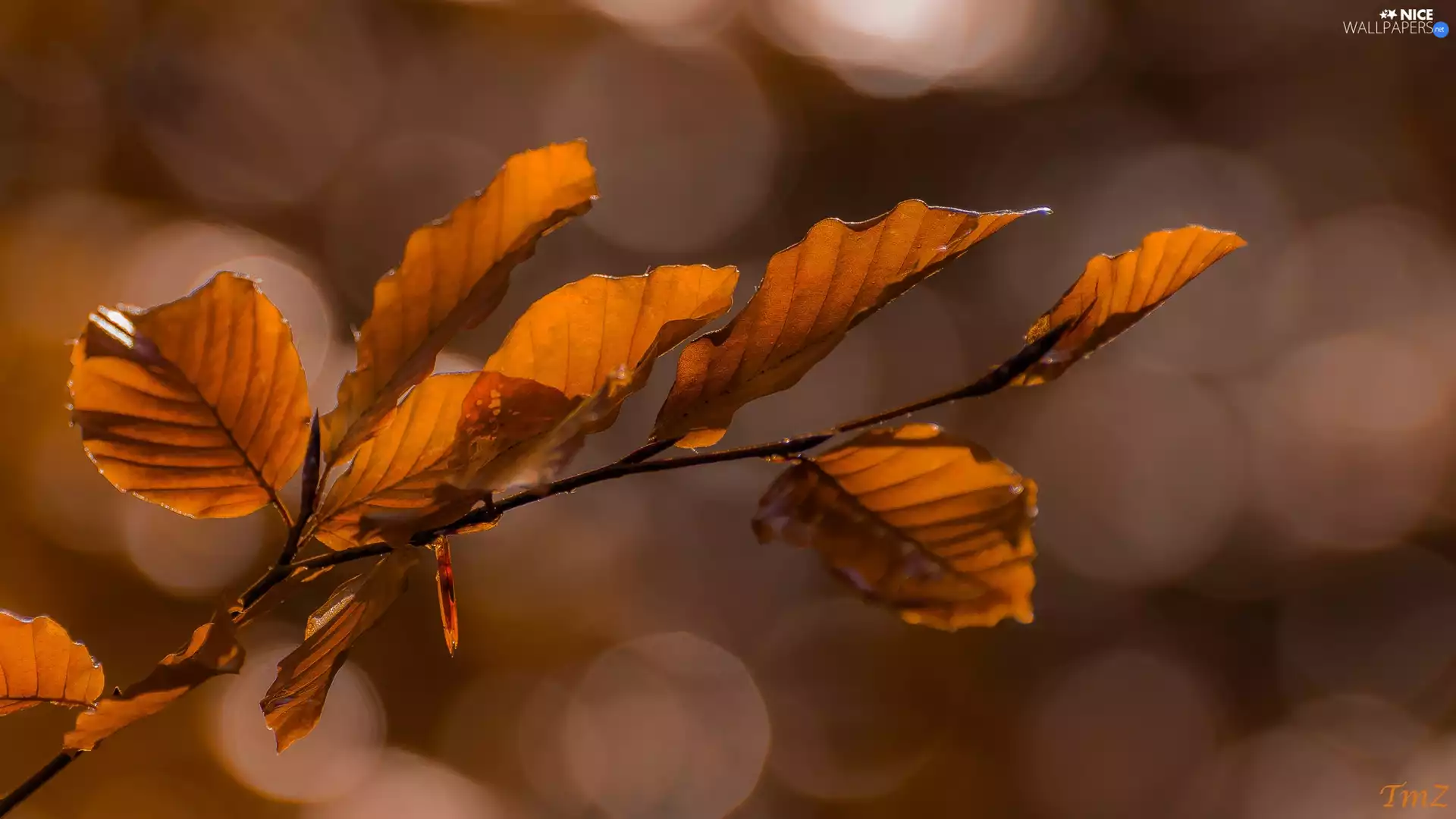 twig, Leaf, Bokeh, beech
