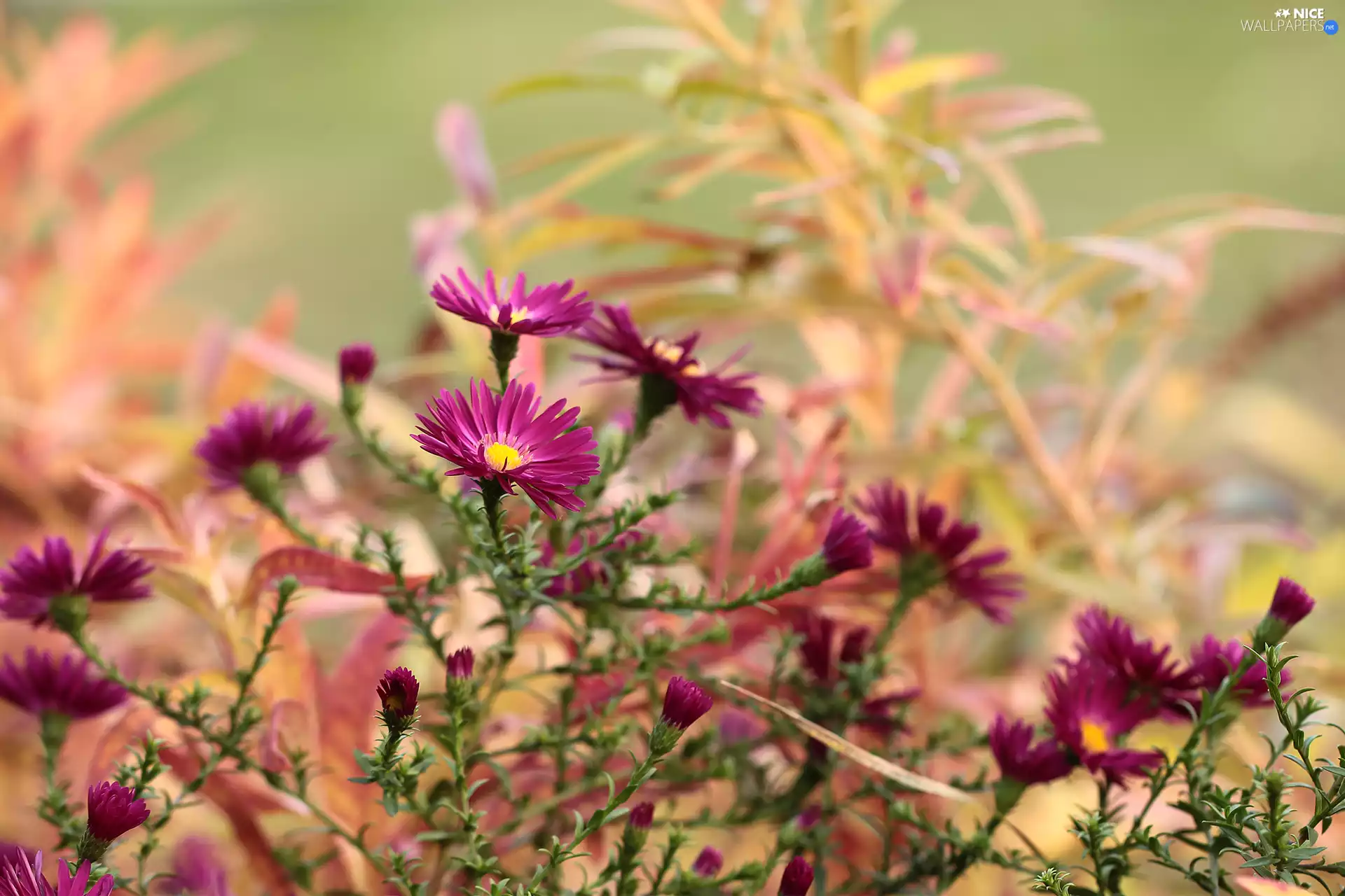 Aster, claret, Flowers, Beetle