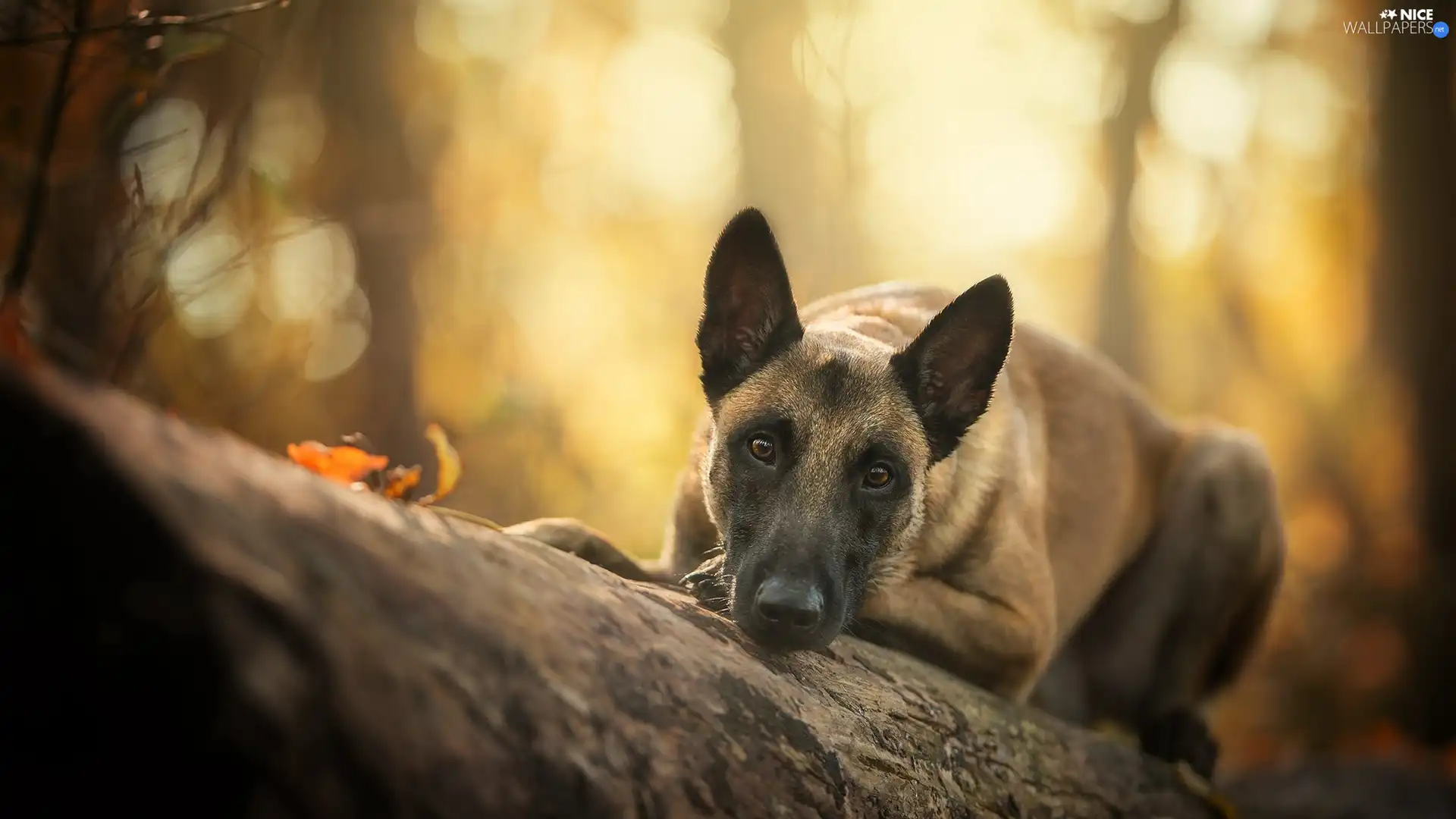 log, dog, Belgian Shepherd Malinois