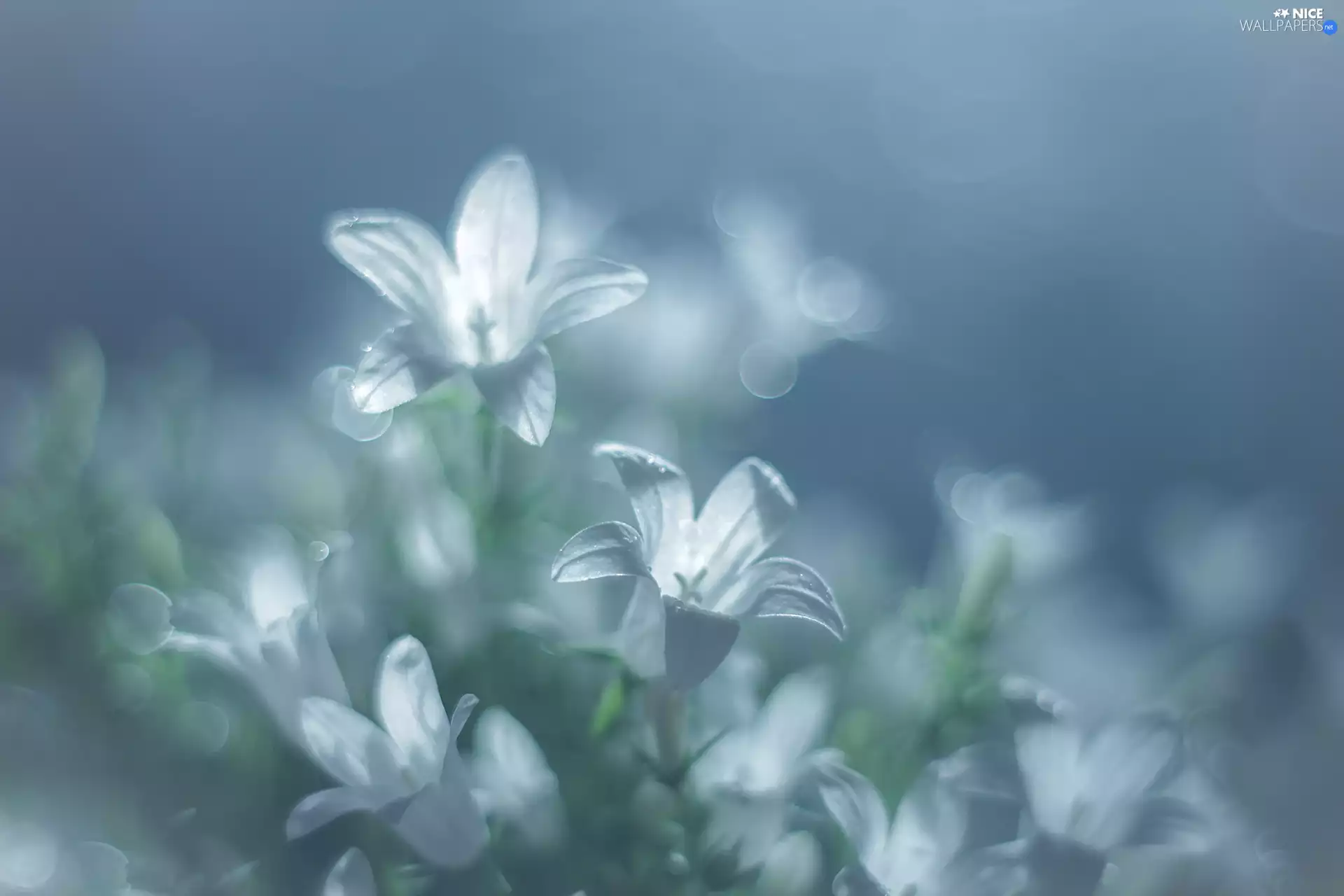 Flowers, White, Dalmatian bellflower