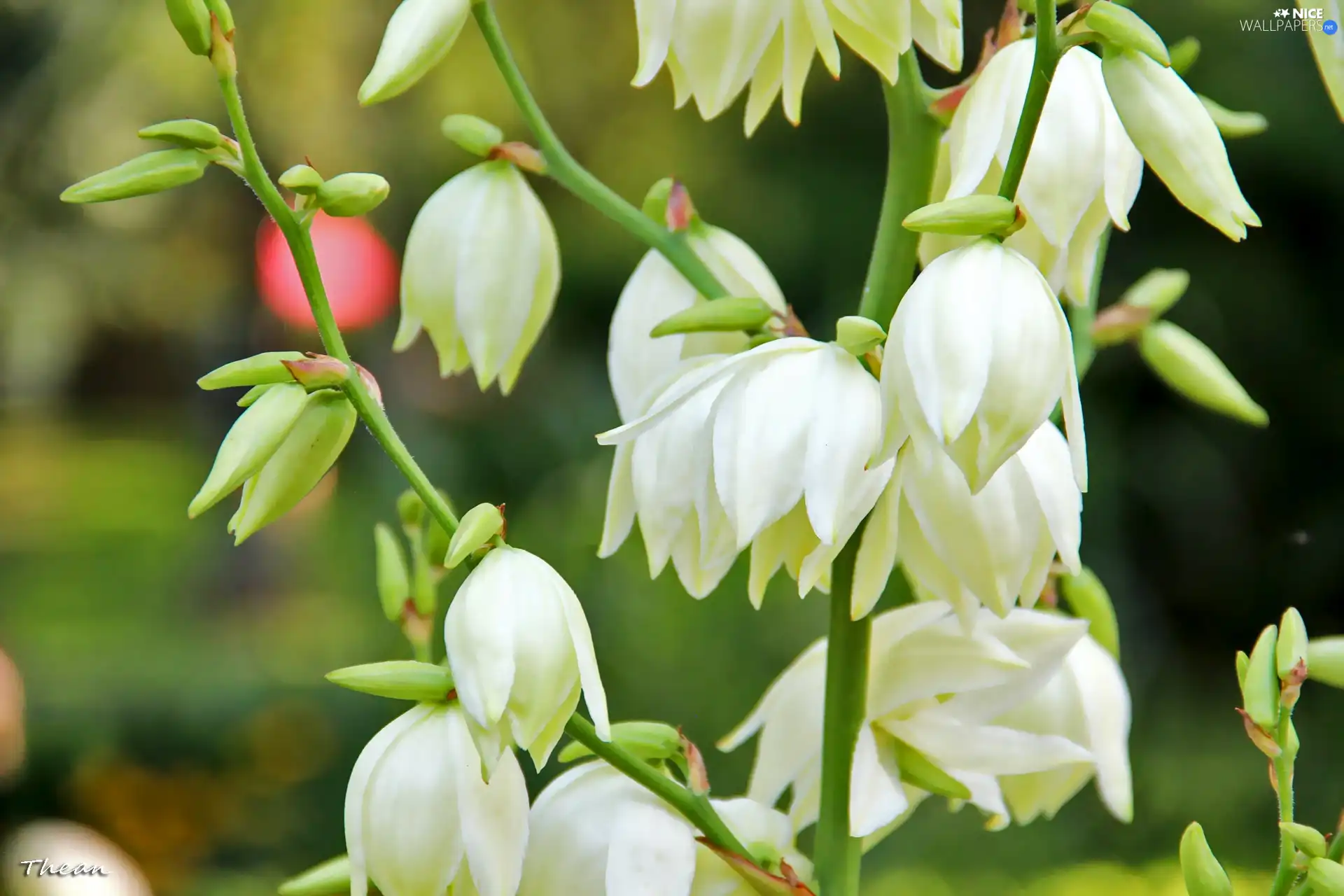 White, bells