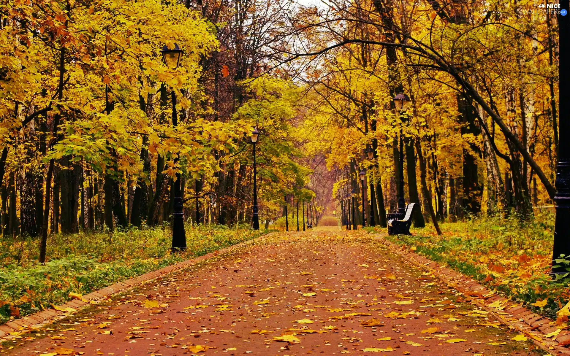 viewes, Park, Bench, autumn, Leaf, trees