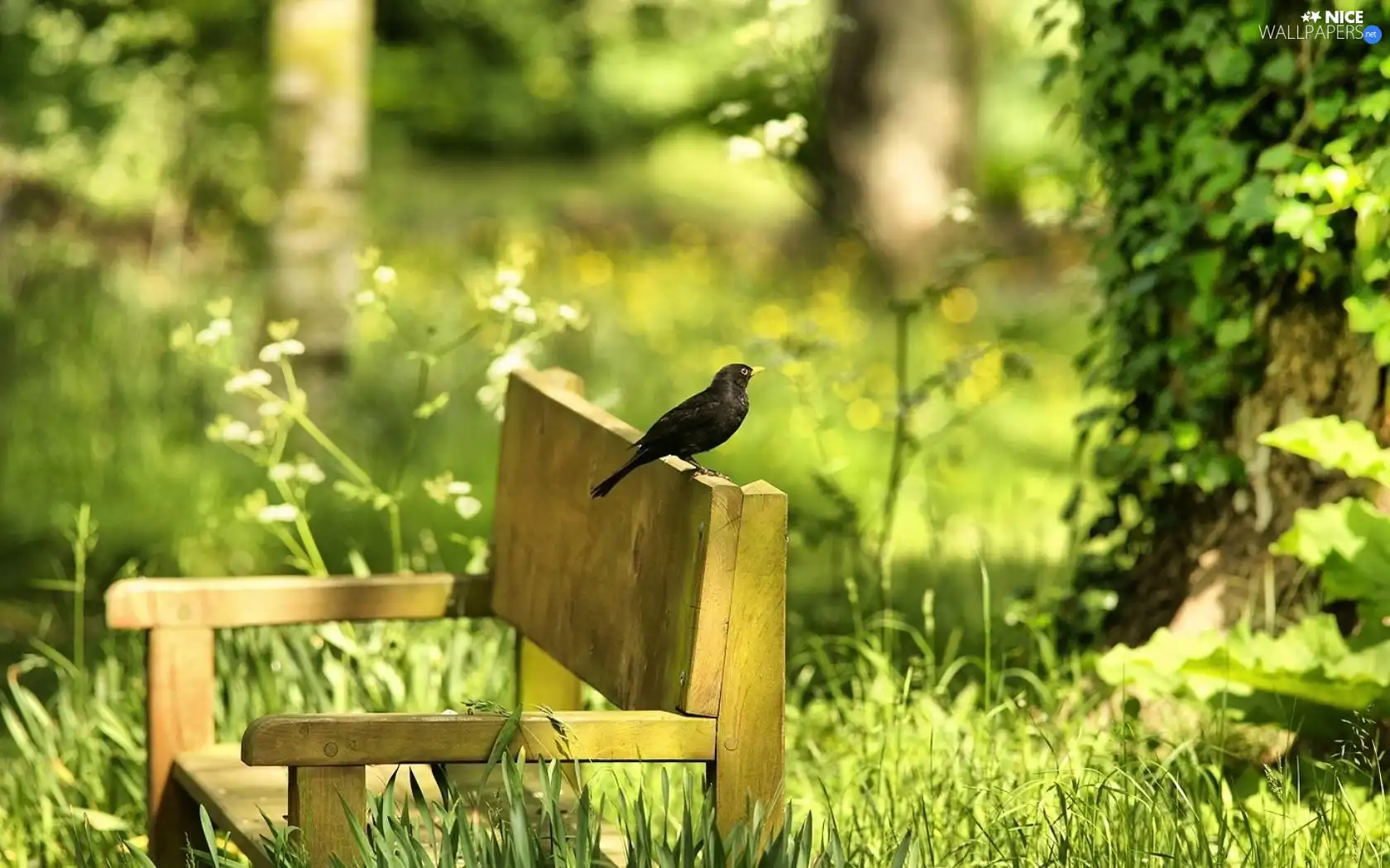 Bench, Blackbird, trees, viewes, Park