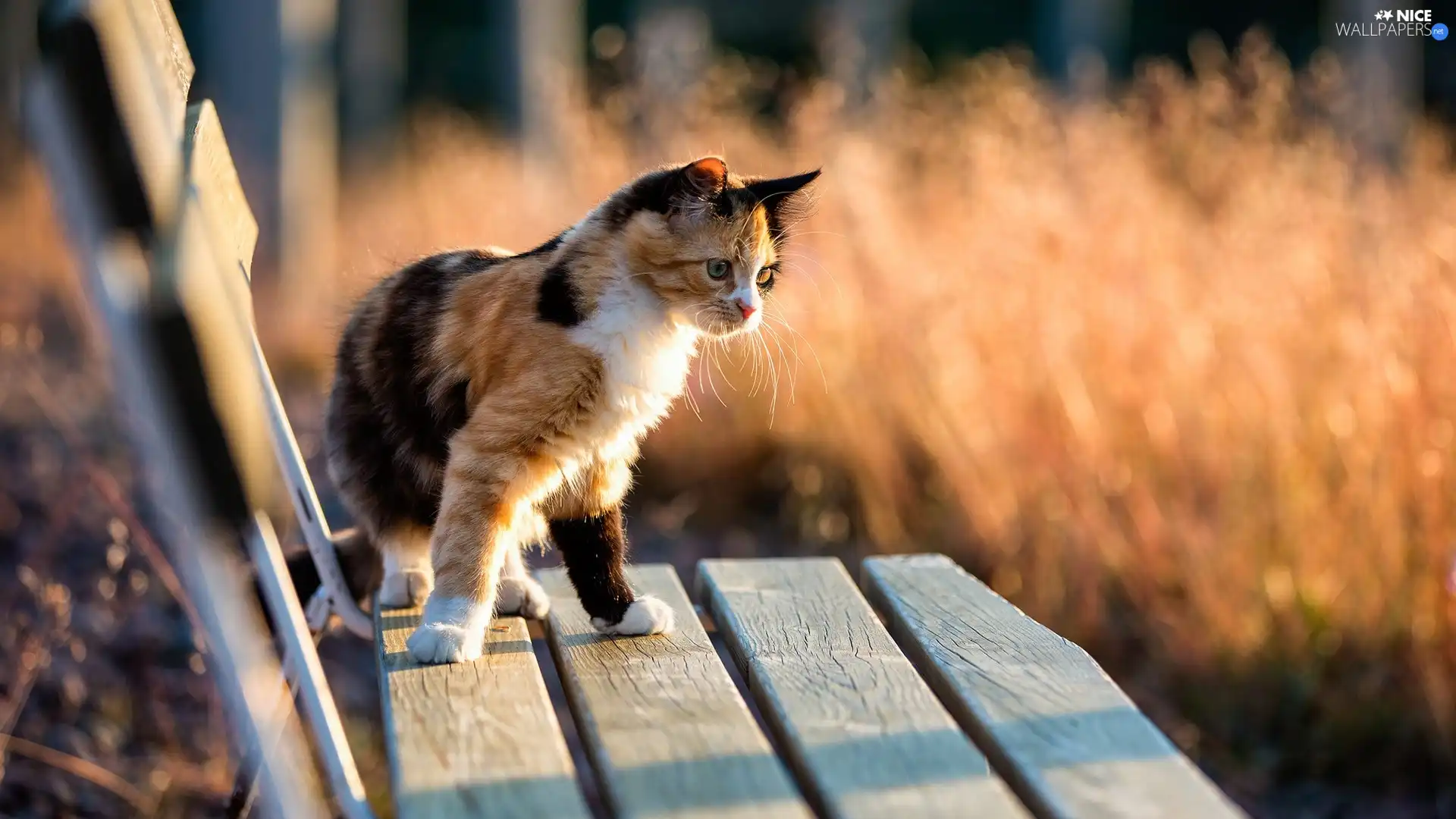 Mixed-breed dog, cat, Bench, color