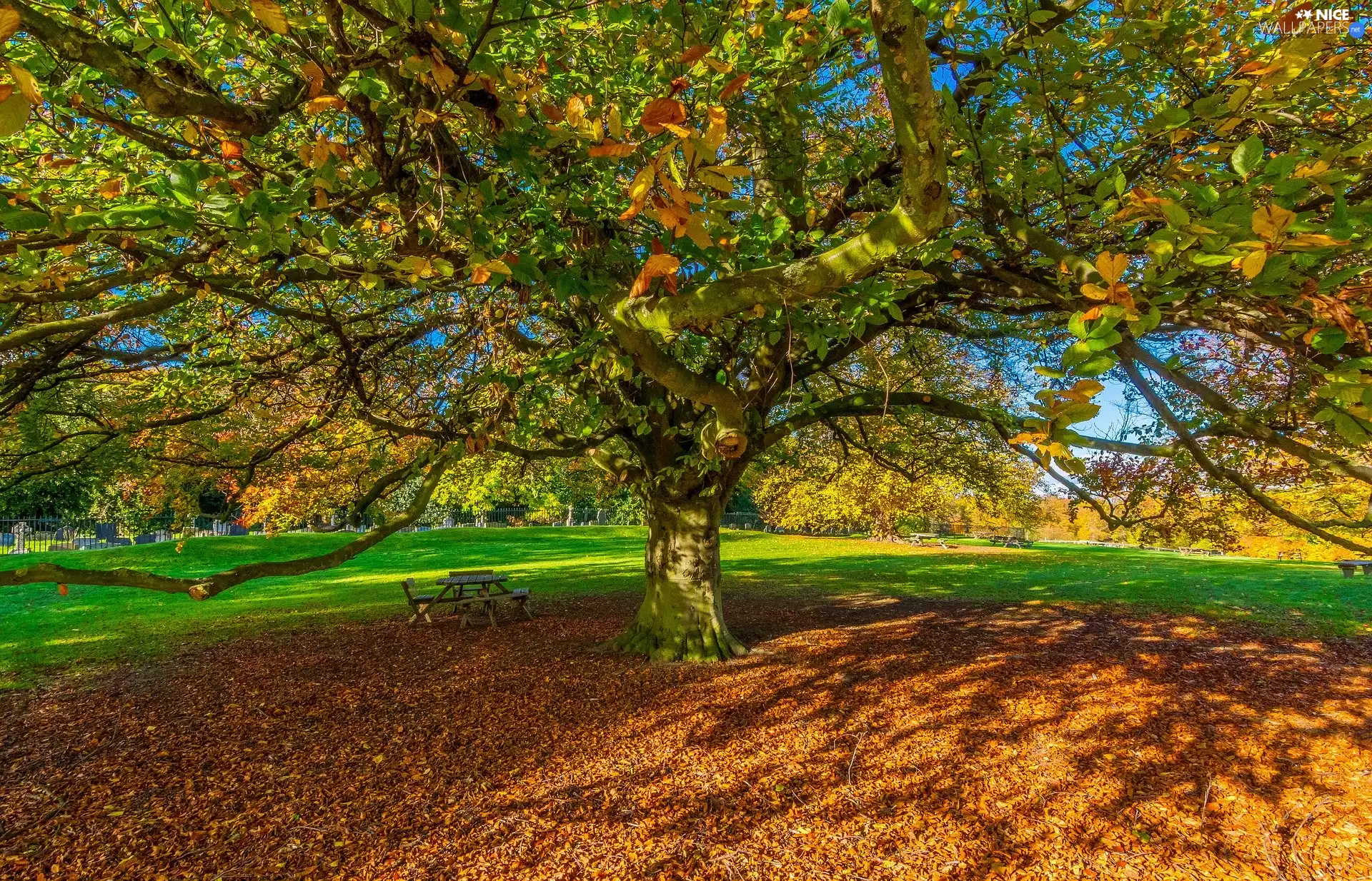 trees, Bench, Park, spreading, Autumn