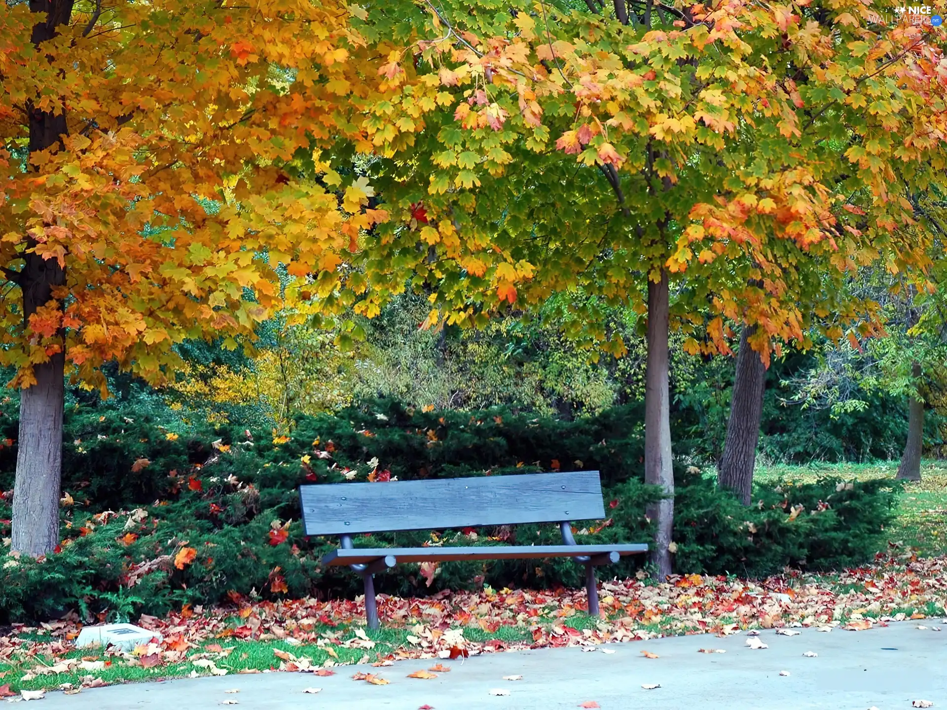 Bench, autumn, Park