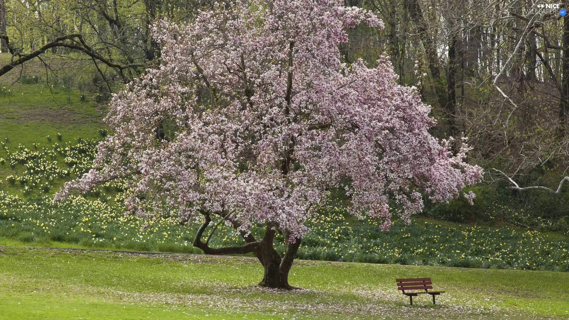 forest, flourishing, Bench, Spring, Flowers, trees