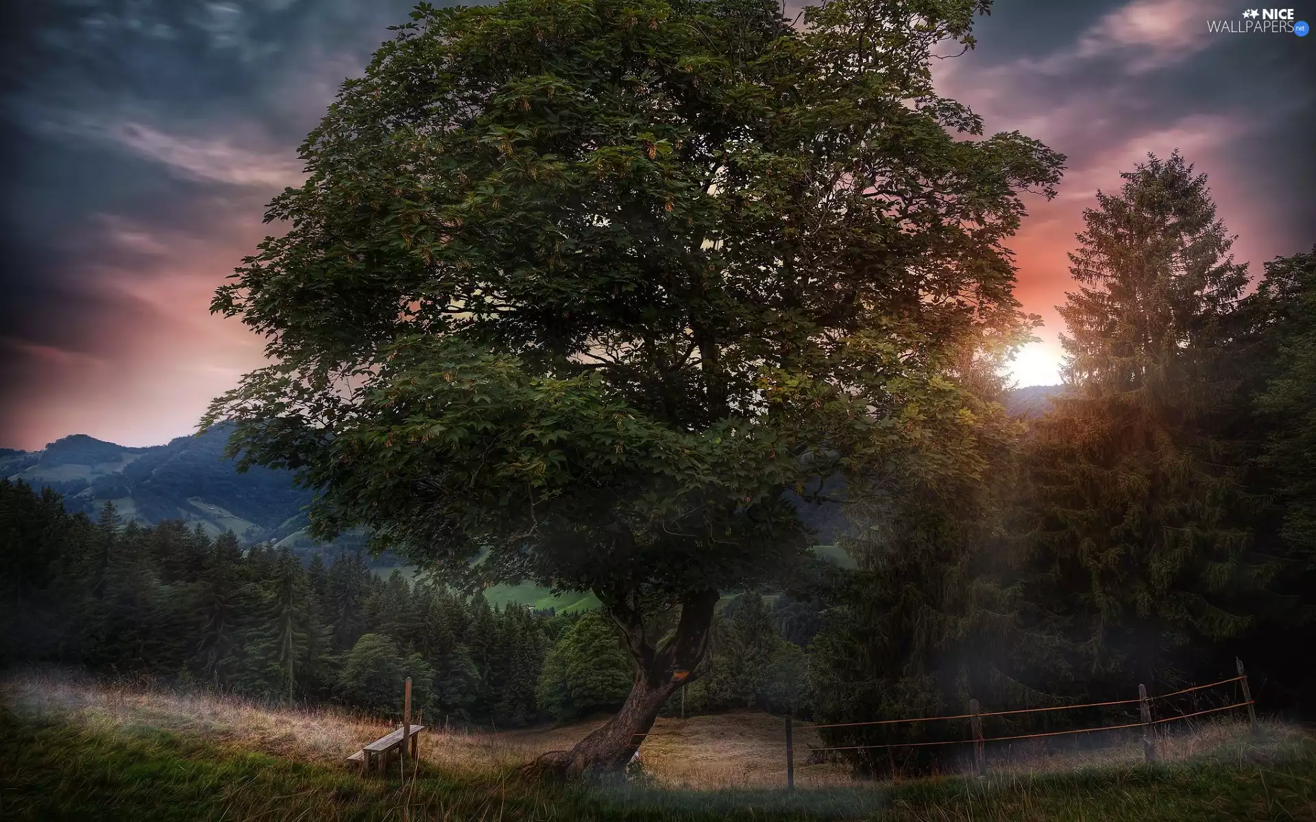 trees, Great Sunsets, Bench, fence, viewes, forest