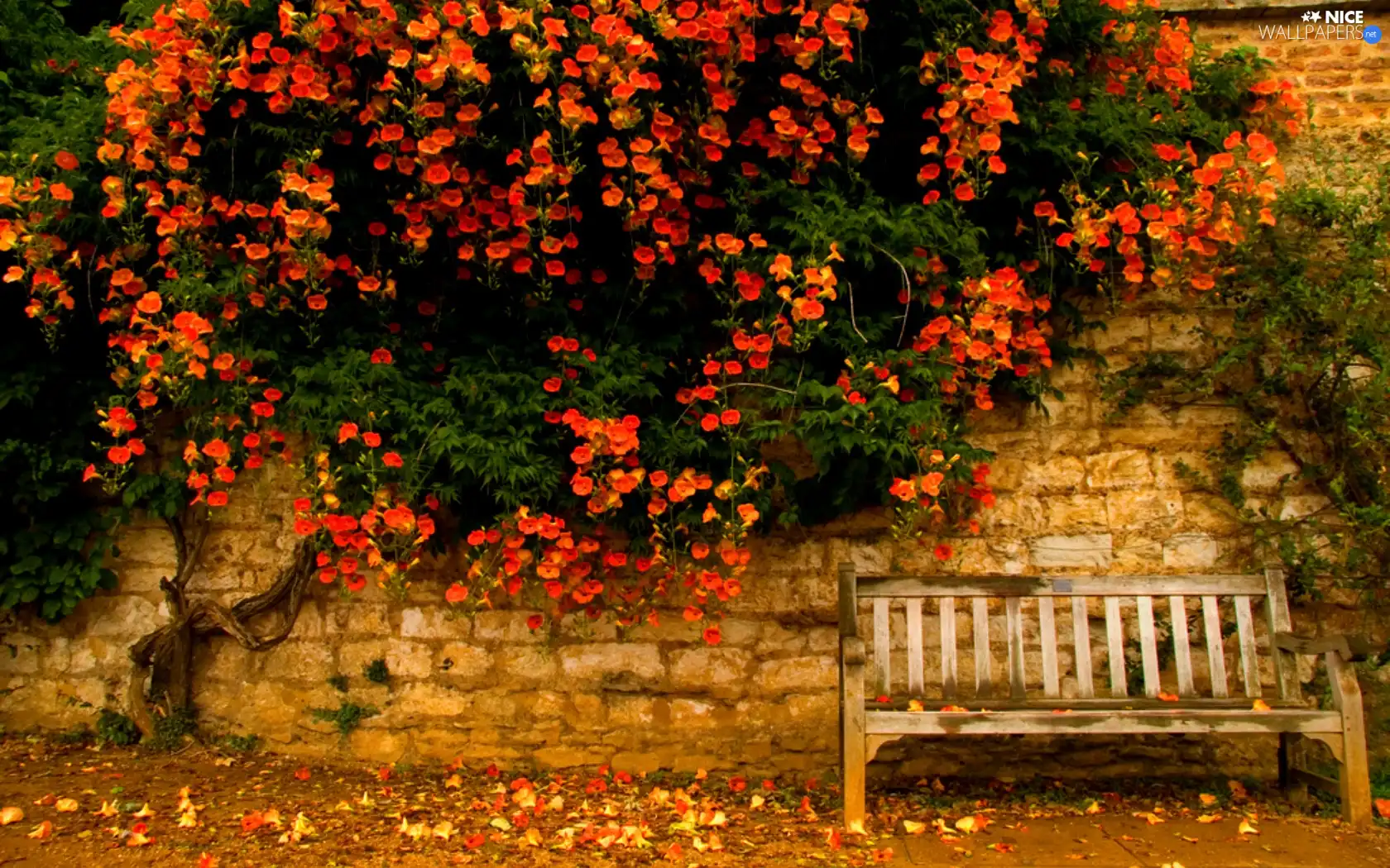Bench, autumn, trees
