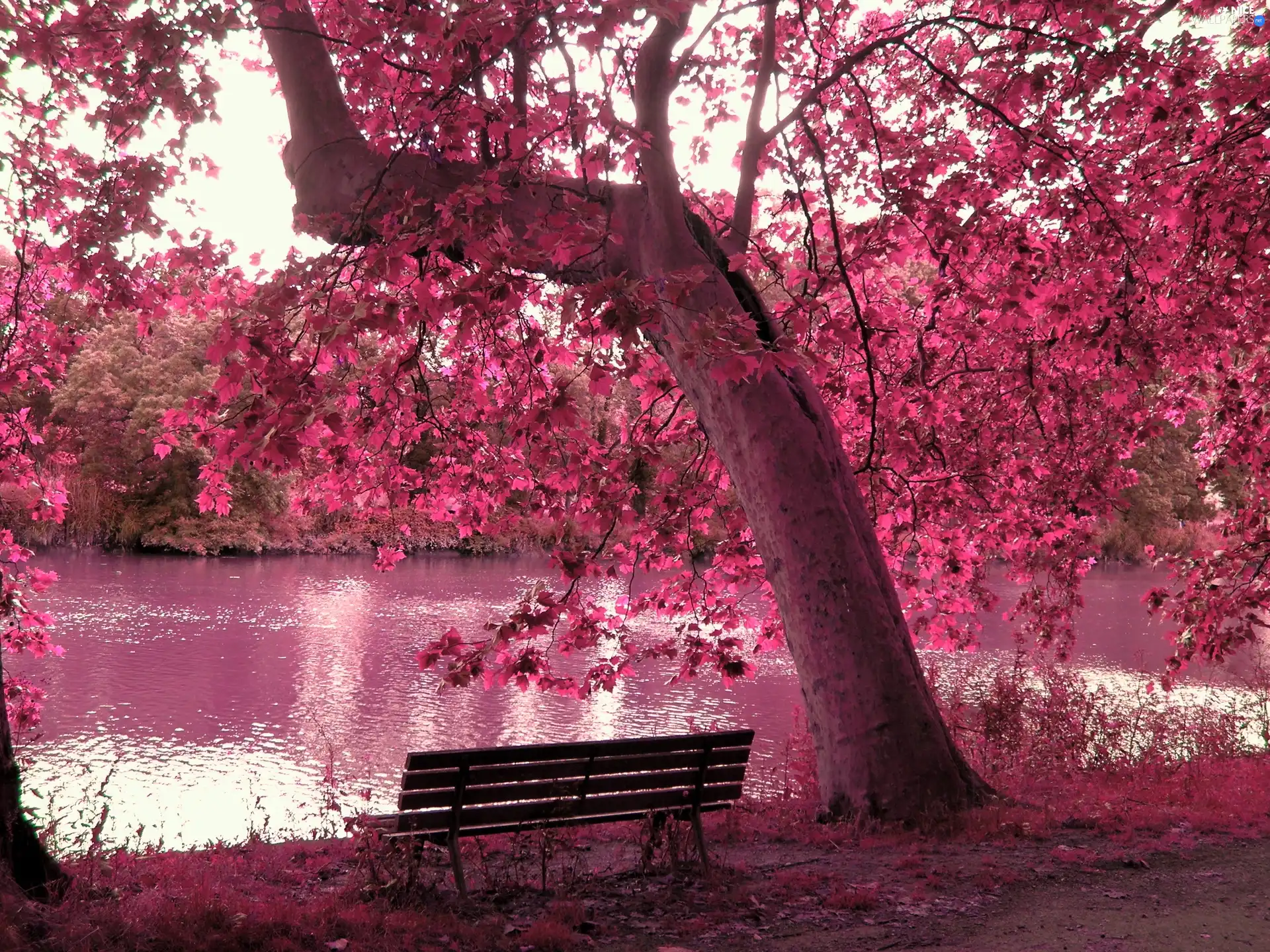 Bench, Pink, trees