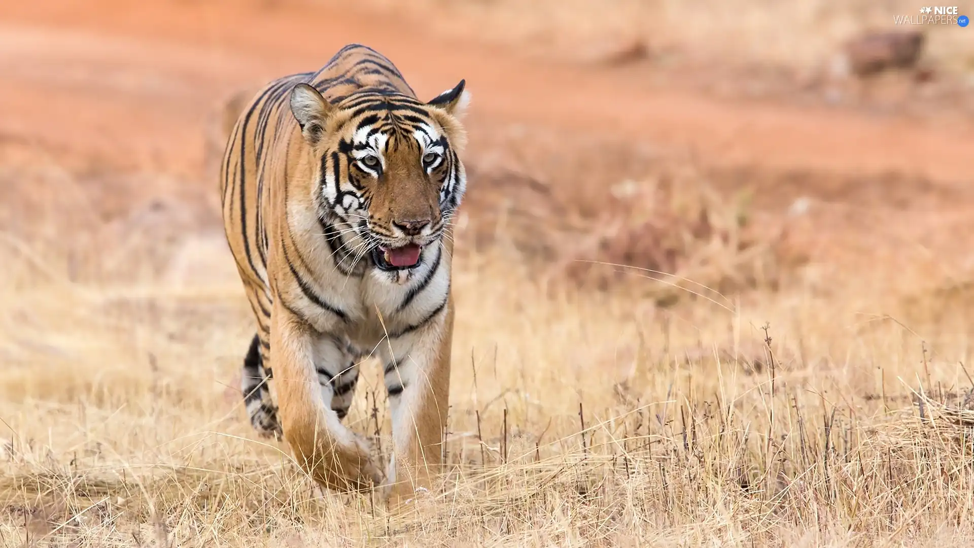 Bengal Tiger