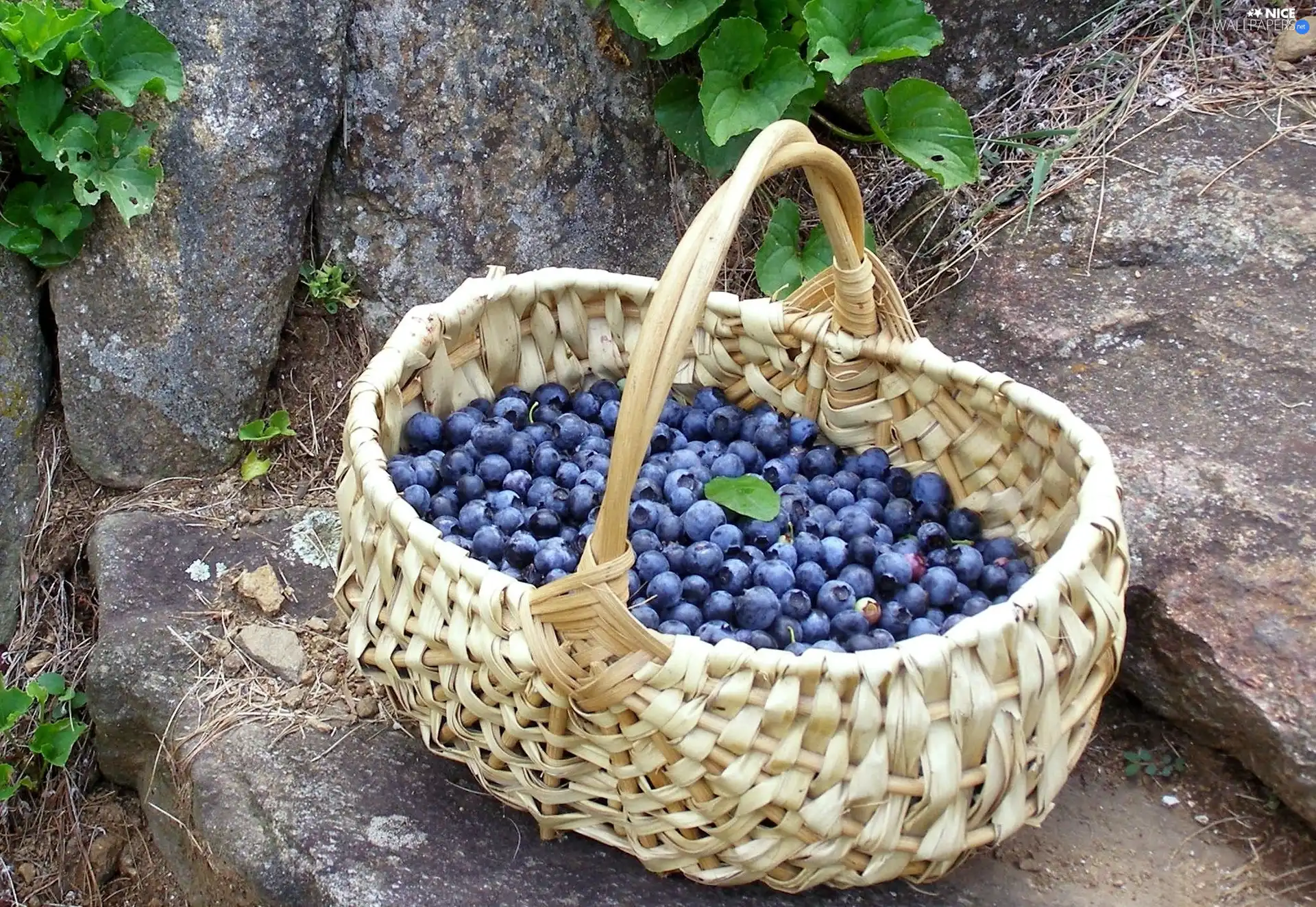 berries, basket, full