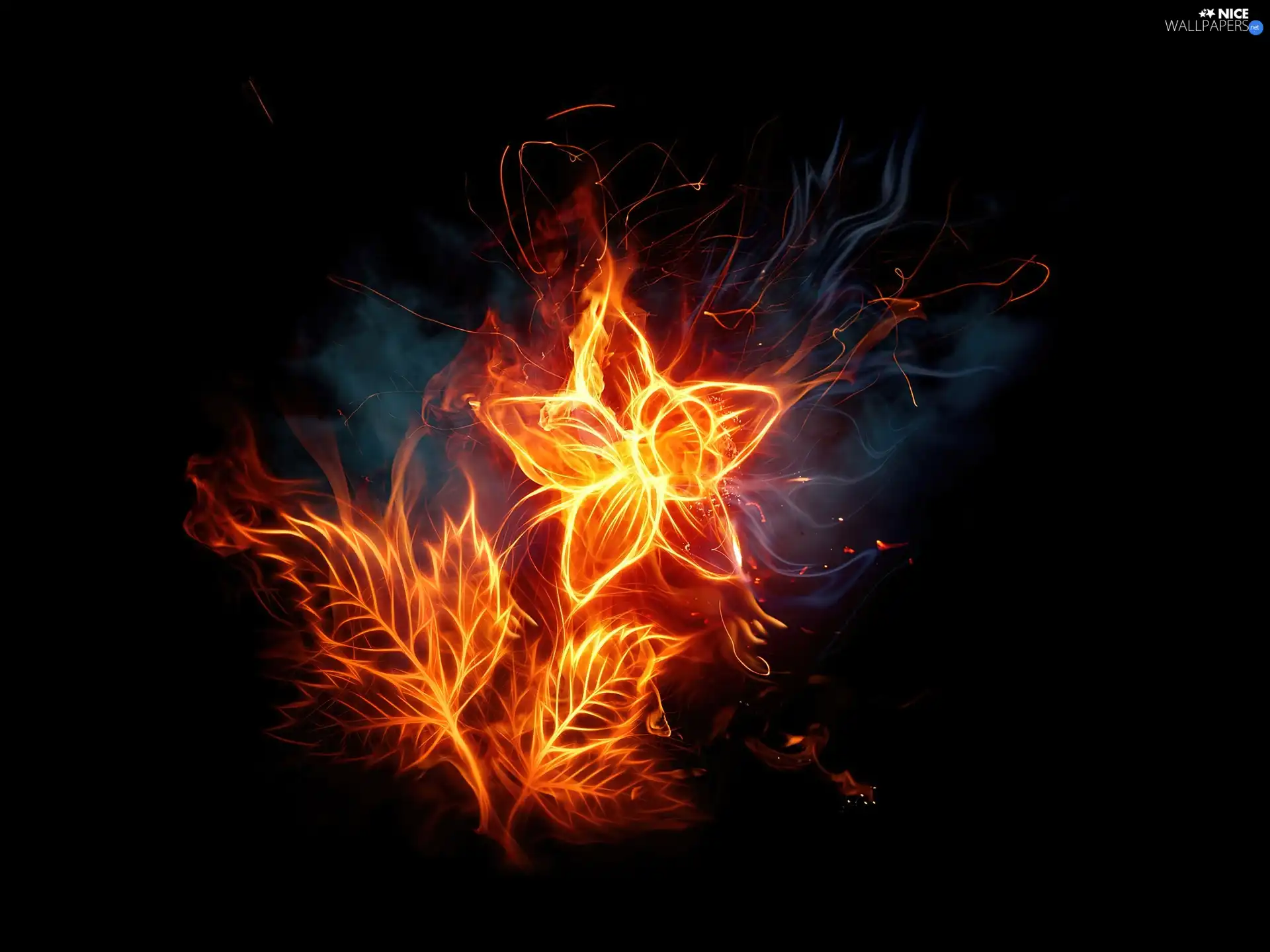 Colourfull Flowers, Big Fire