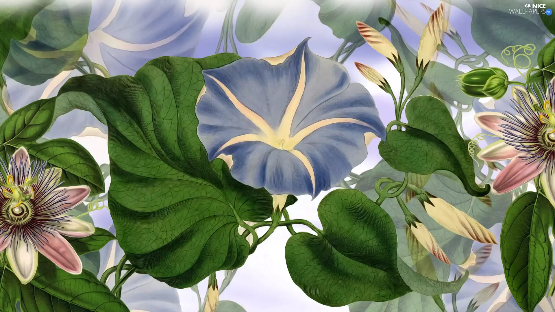 2D Graphics, Flowers, bindweed