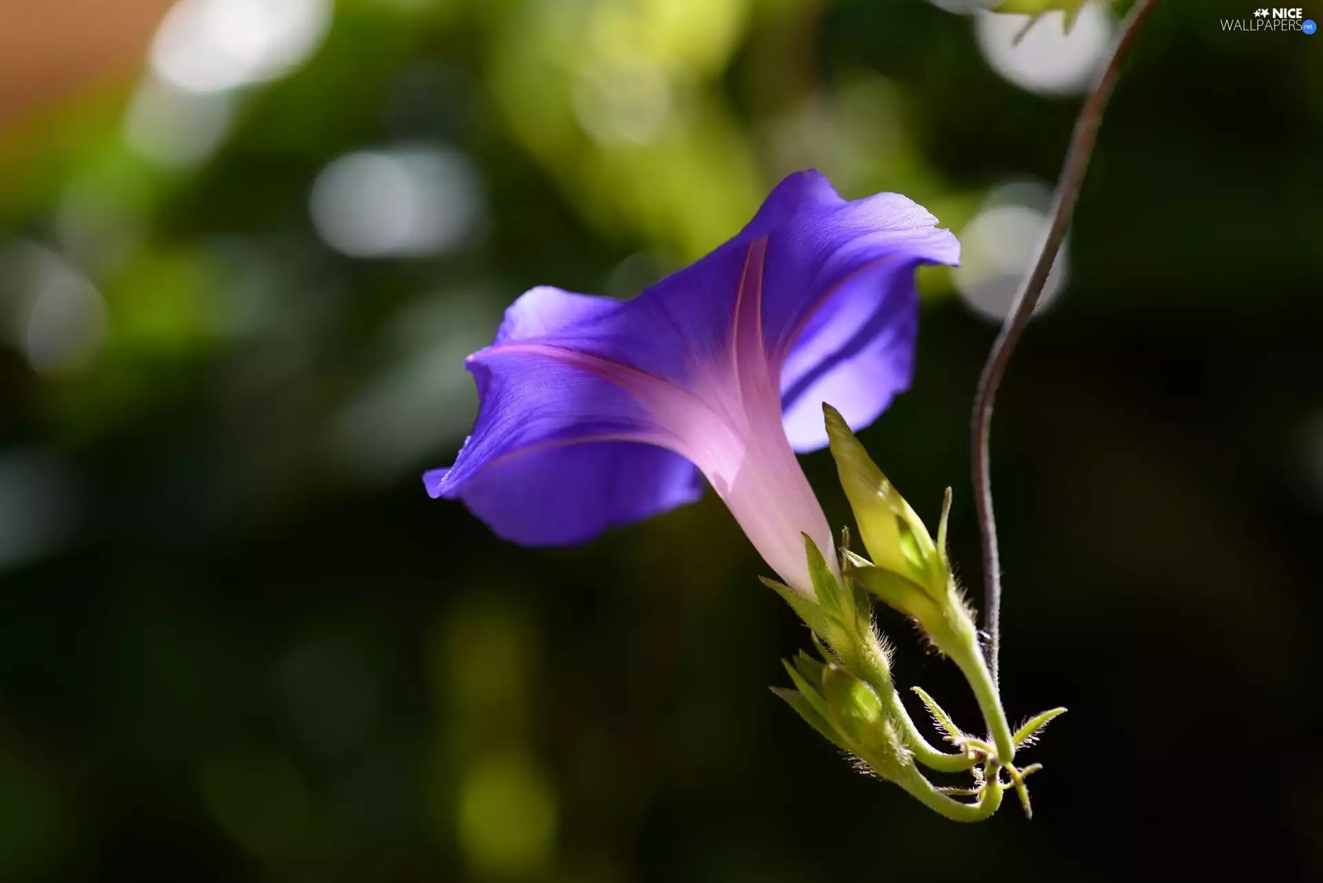 bindweed, Colourfull Flowers