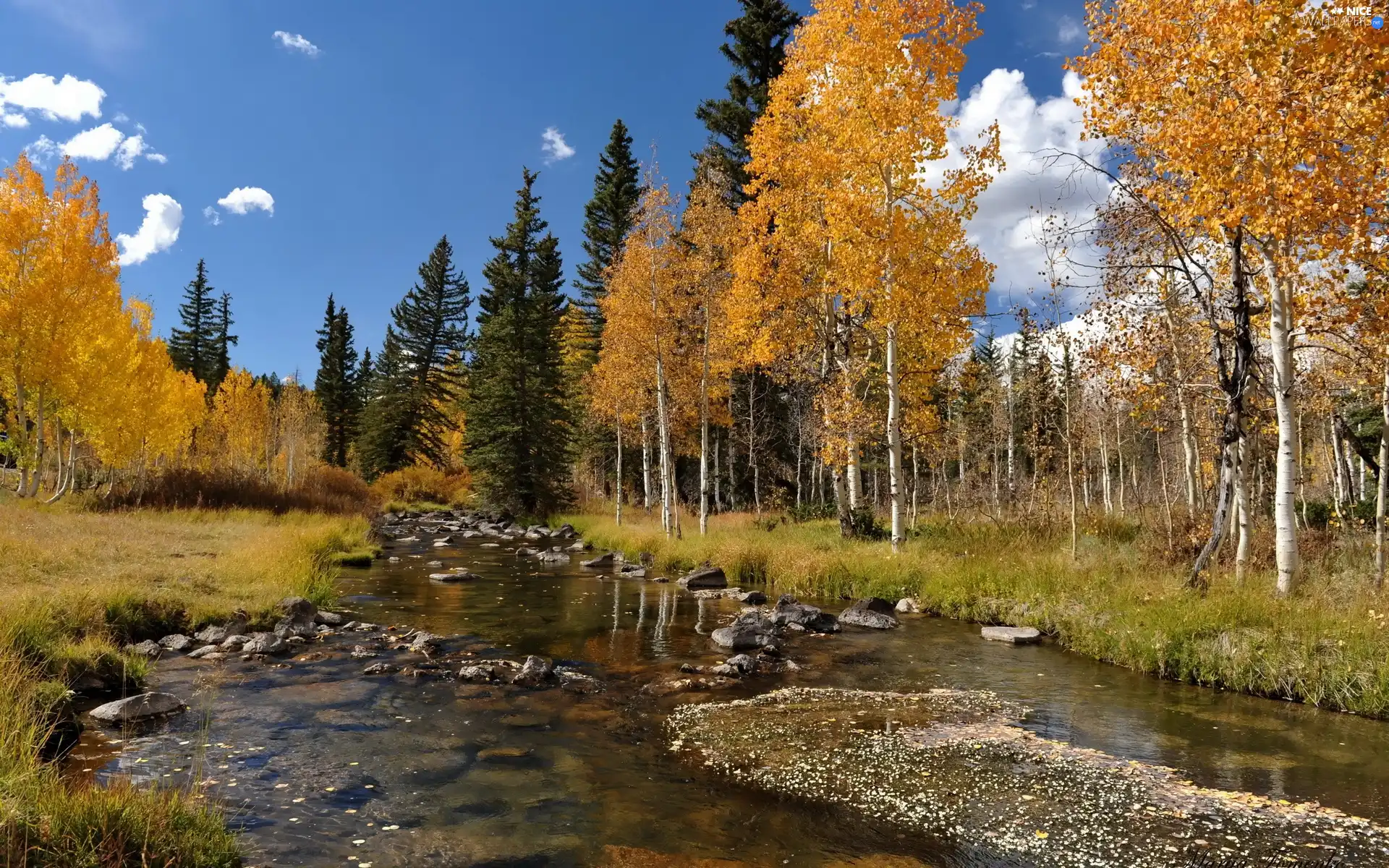 birch, River, autumn