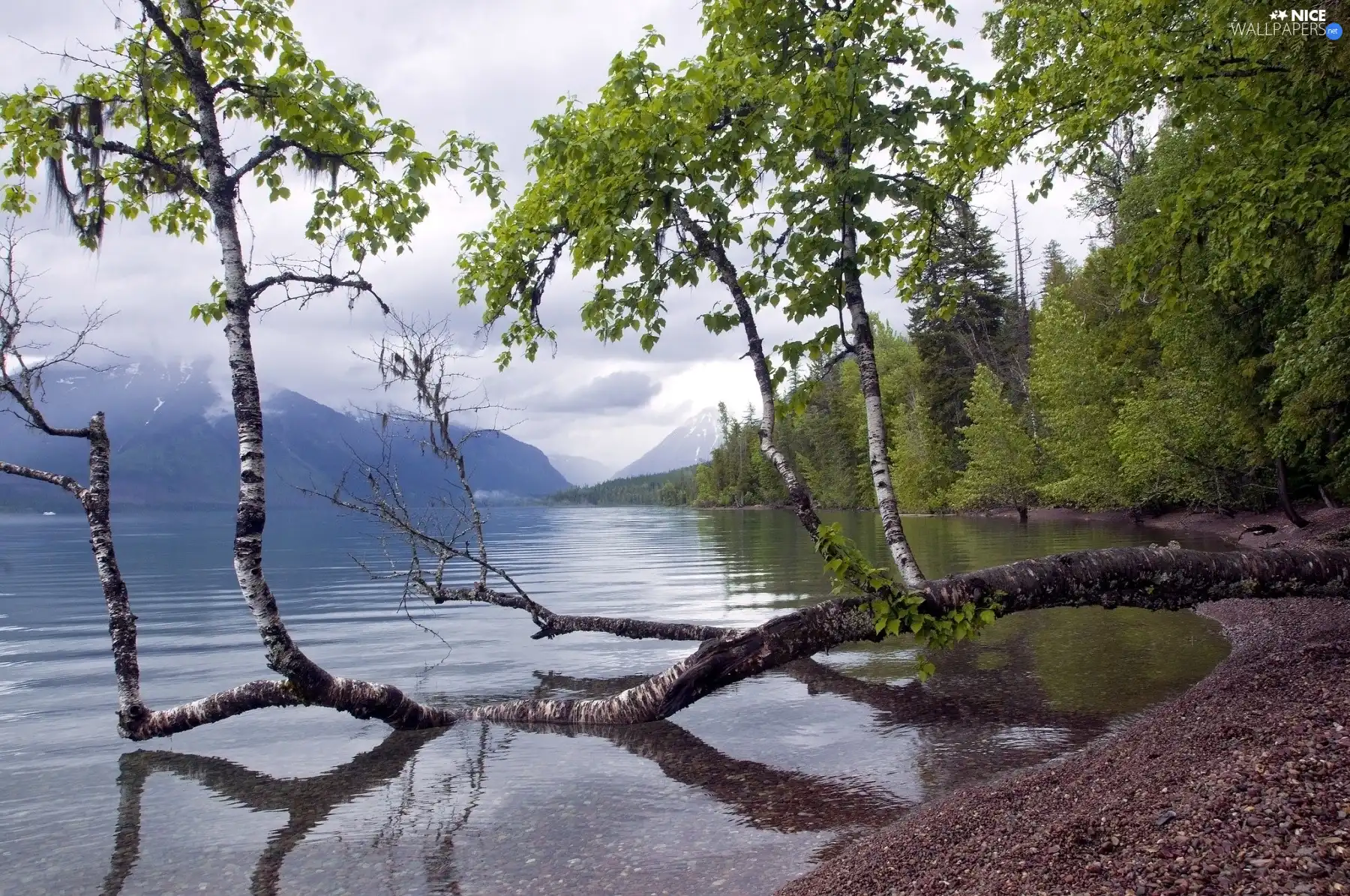 coast, bent, birch-tree, lakes