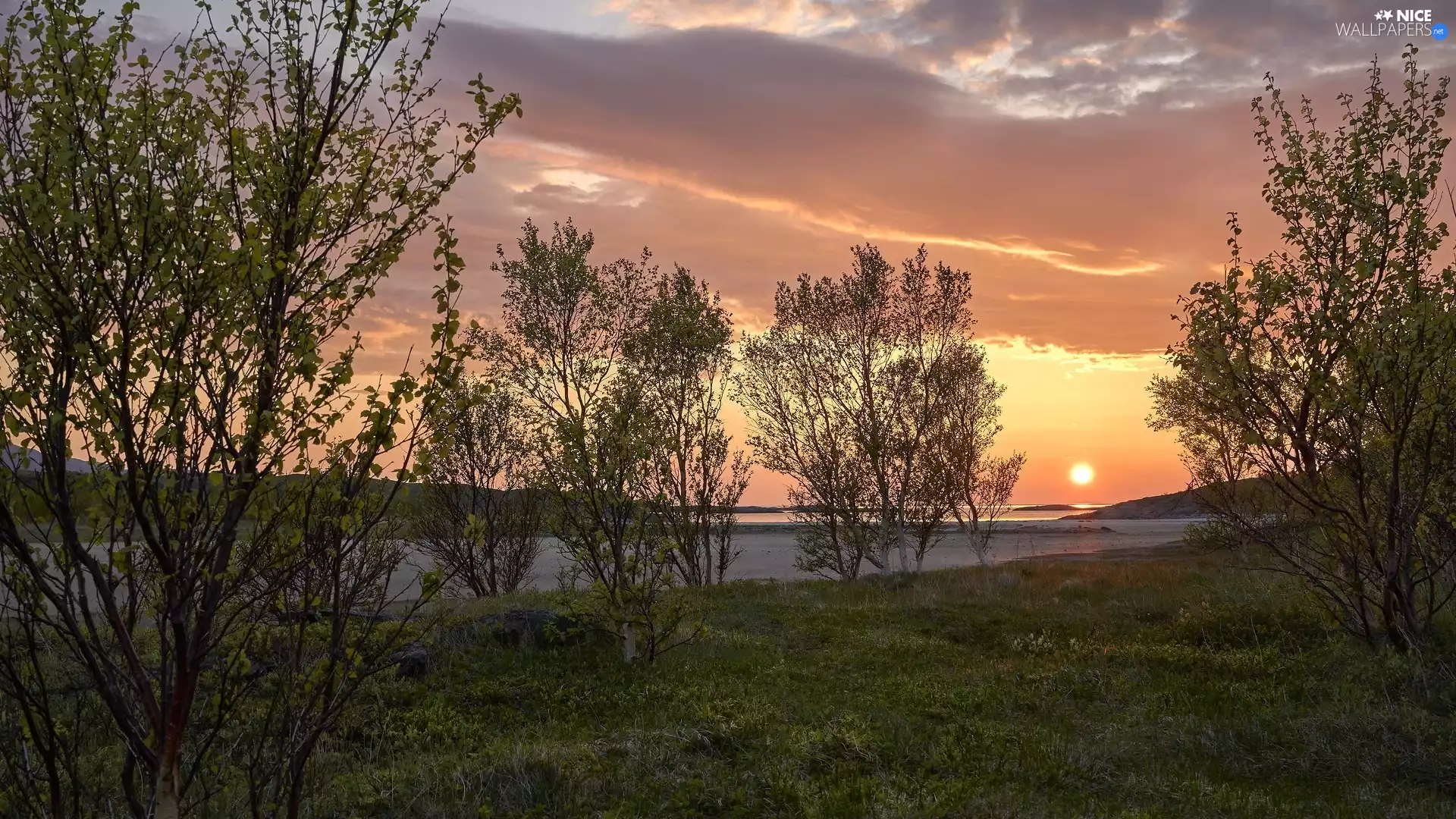 viewes, birch, River, trees, Sunrise
