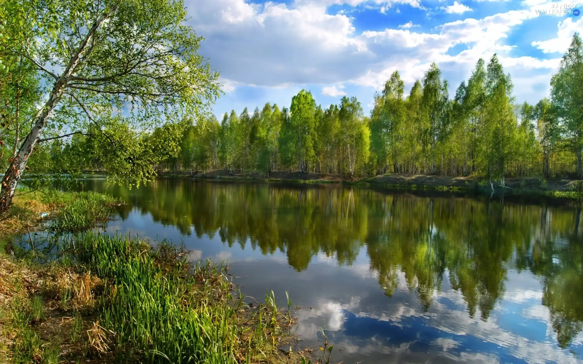 River, viewes, birch, trees