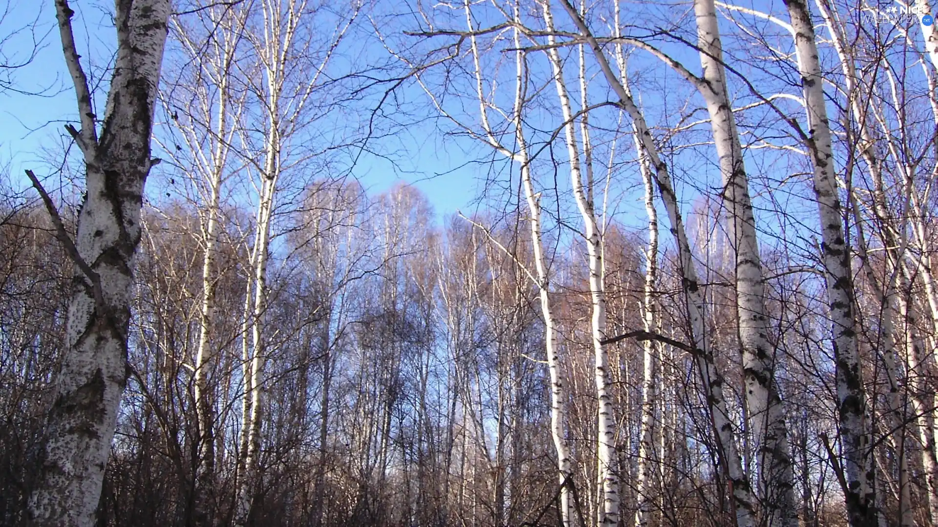 birch, Sky, trees, viewes, forest