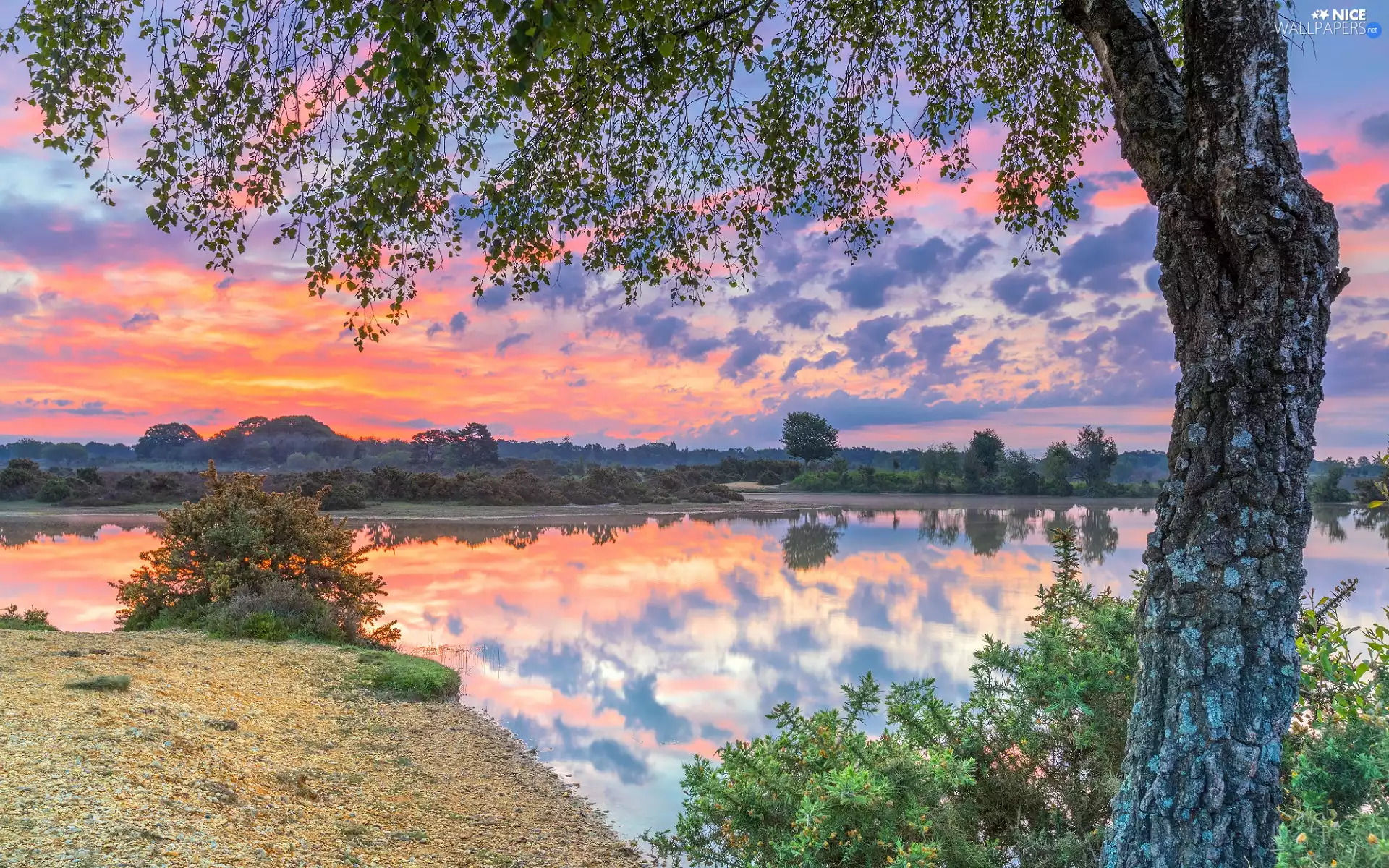 clouds, dawn, trees, birch-tree, River, Sunrise