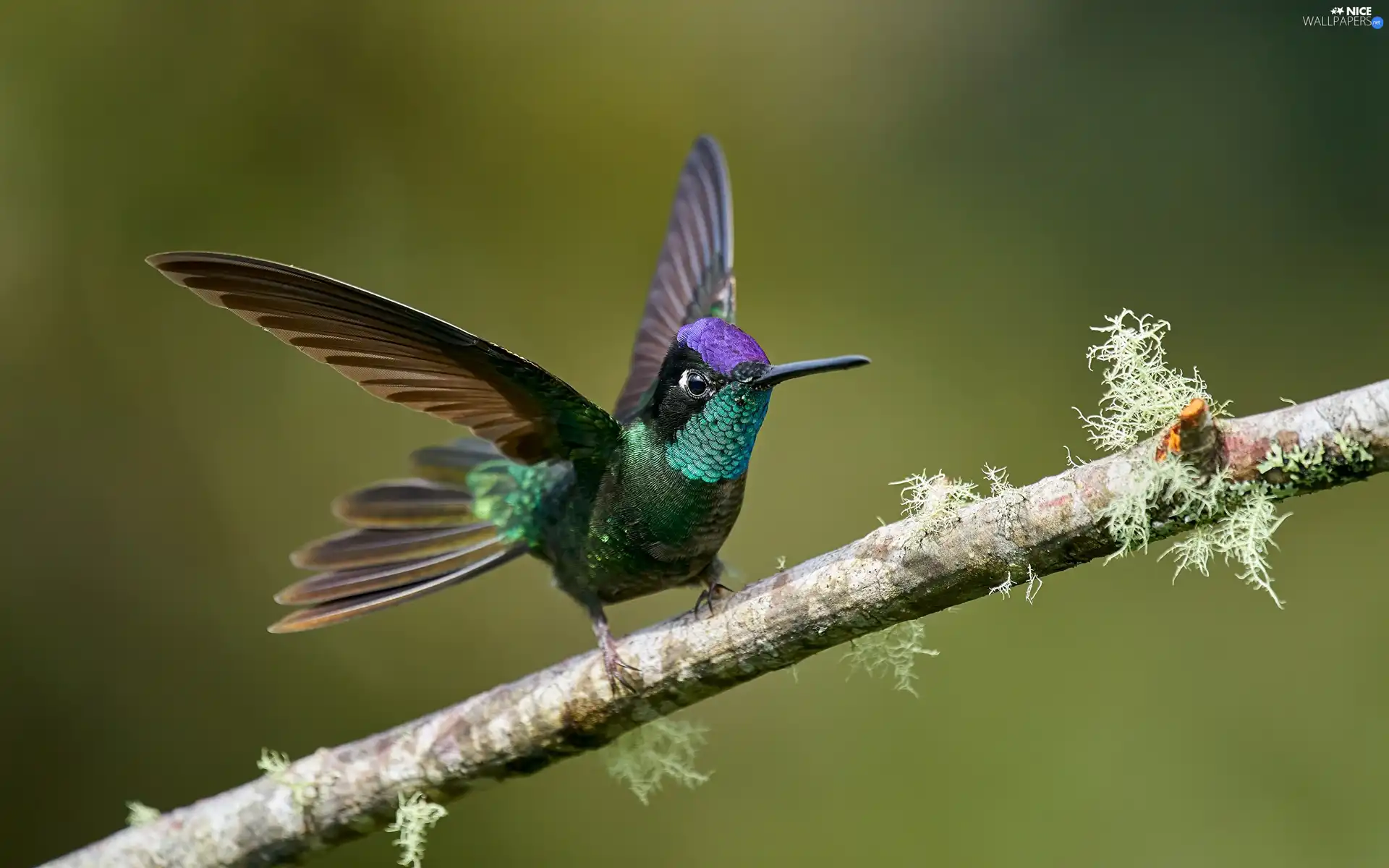 wings, branch, humming-bird, spread, Bird