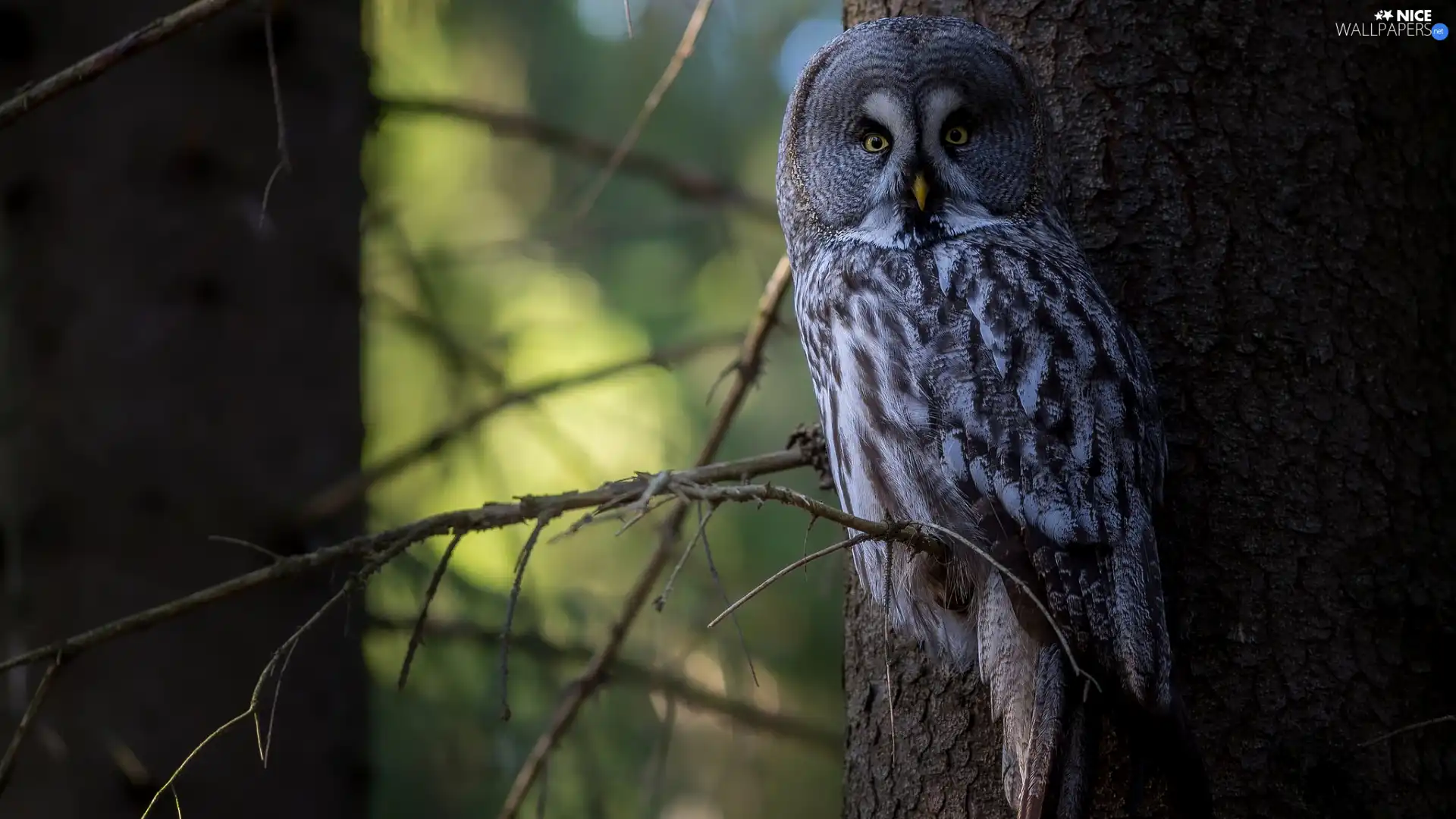 Bird, Tawny owl great gray owl, branch pics, owl