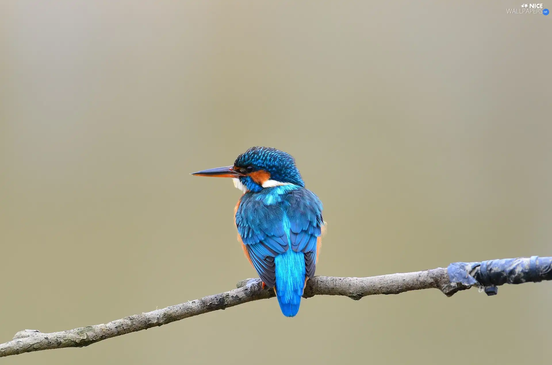 color, kingfisher, twig, Bird